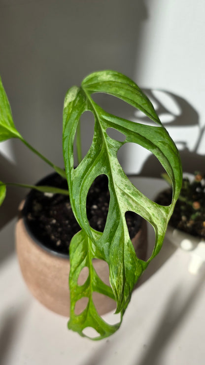 Monstera Adansonii Mint (A)