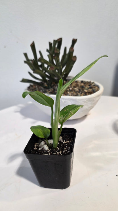 Monstera Standleyana Aurea "B"