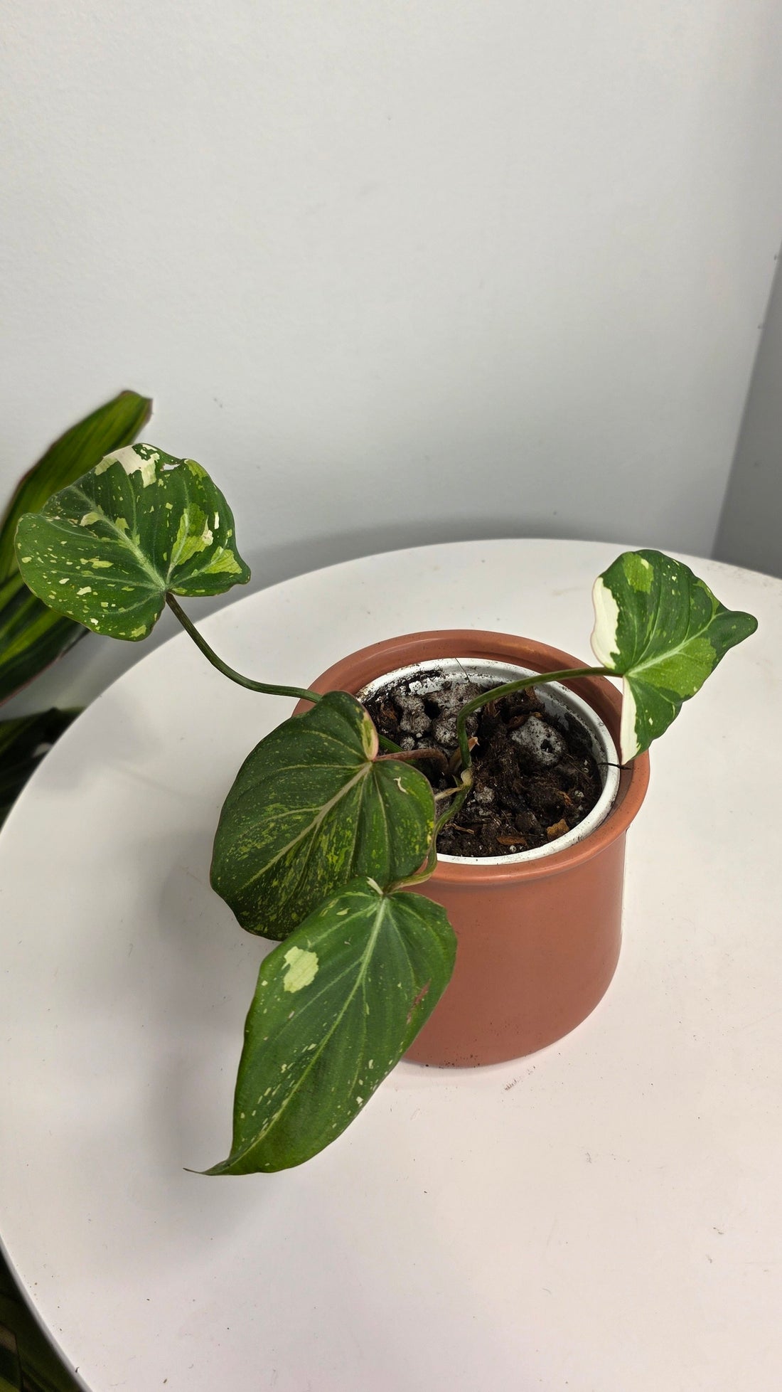 Philodendron Gloriosum Tricolor