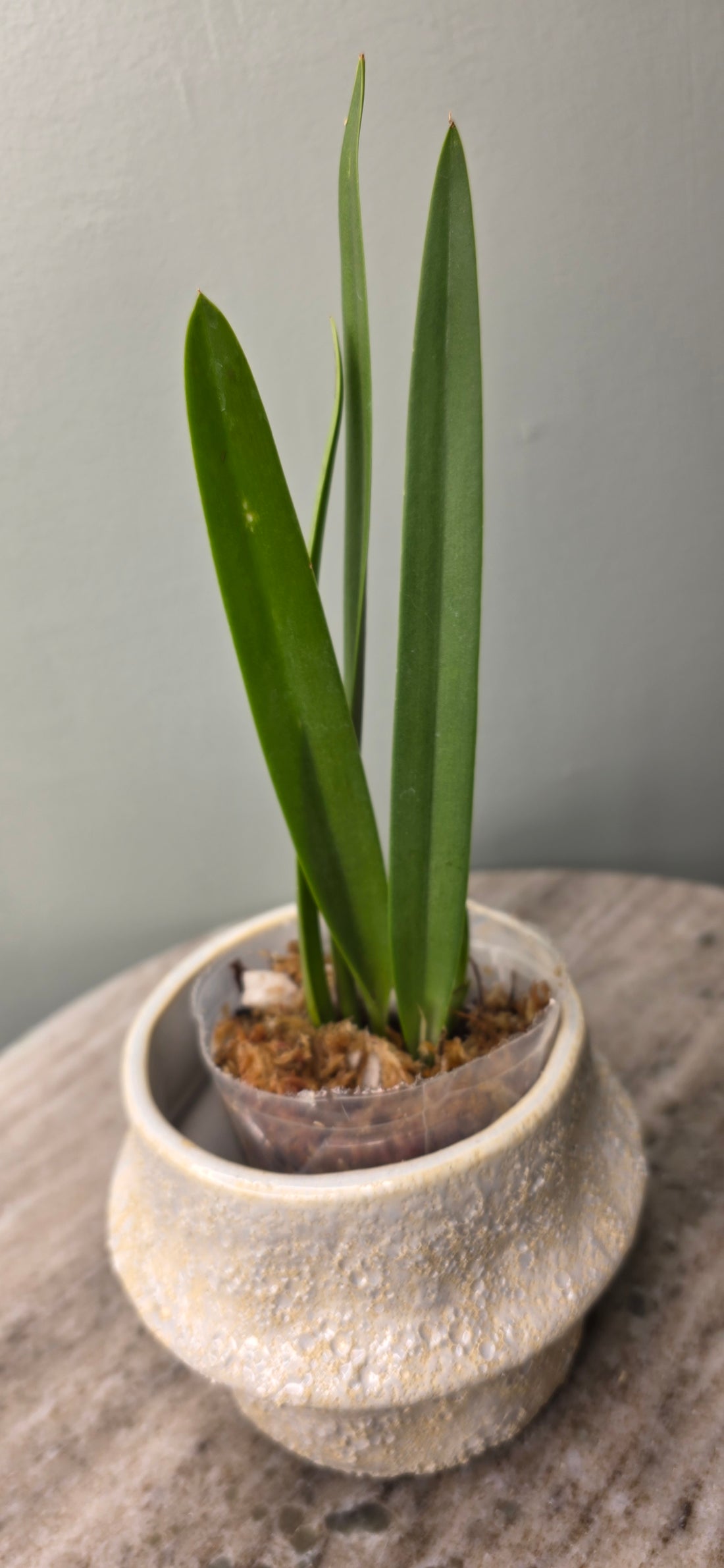 Procatavola Golden Peacock