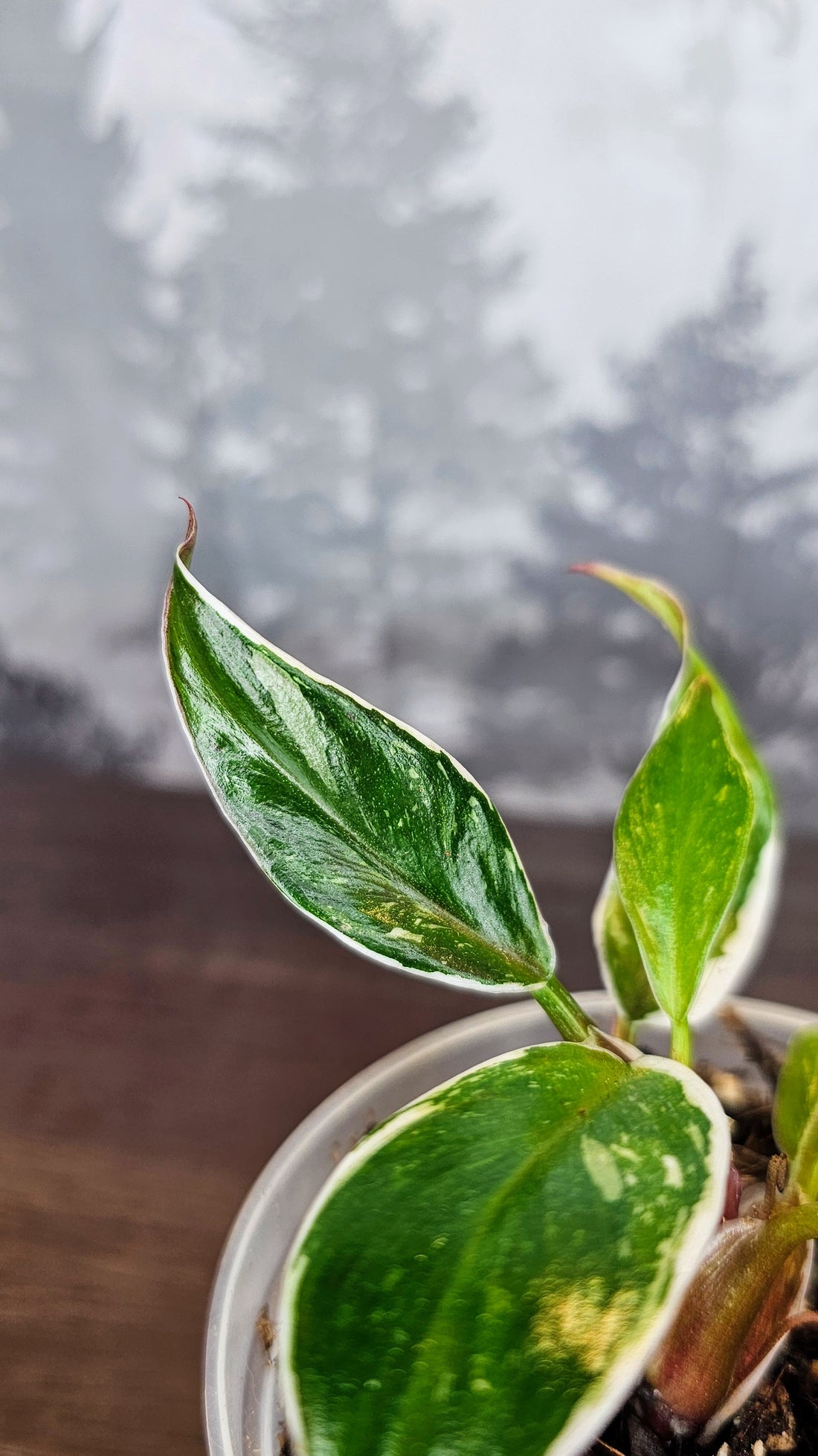 Philodendron White Knight Mutation (PH02)