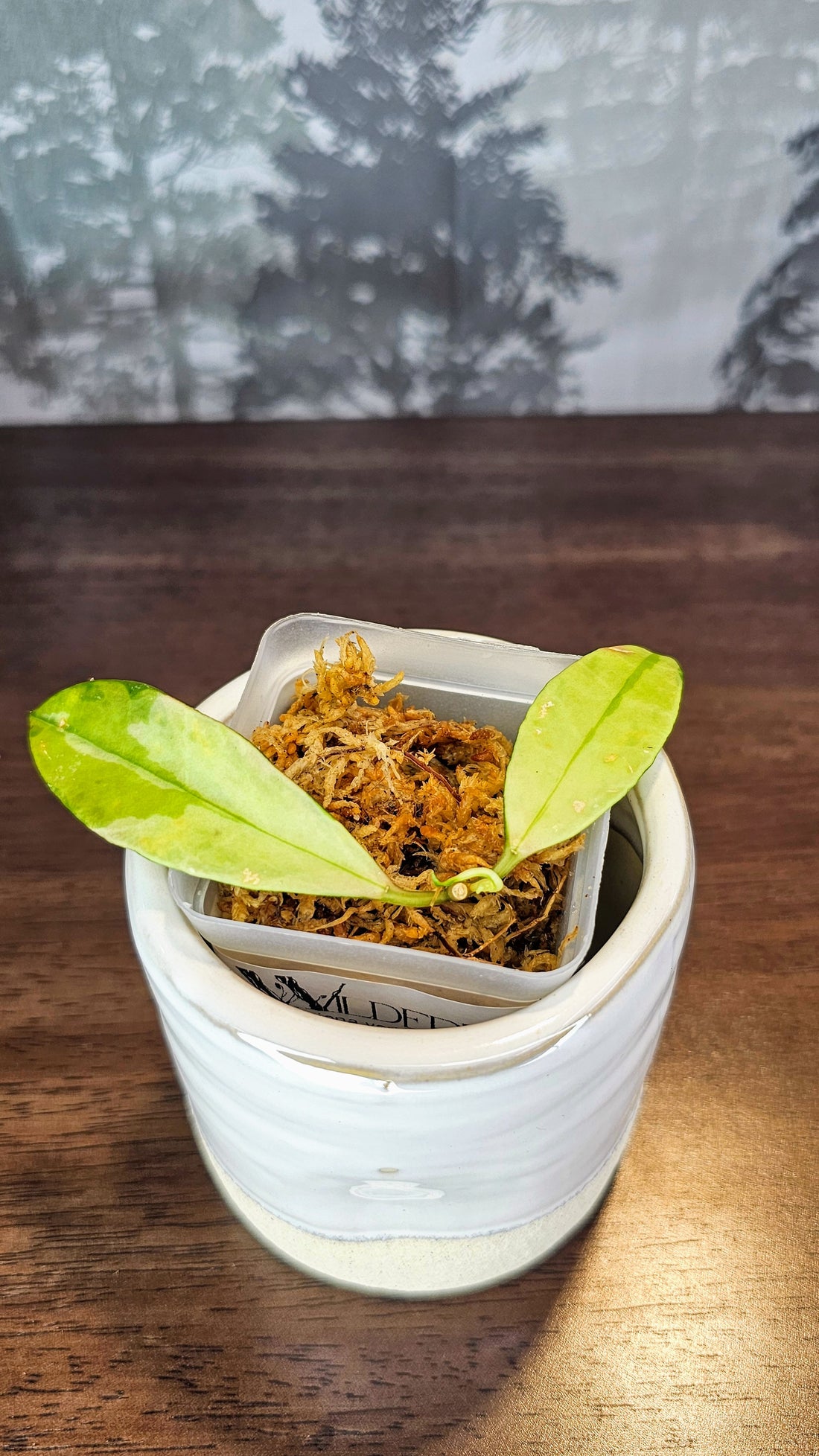 Hoya Wallinana Variegated (WH44)