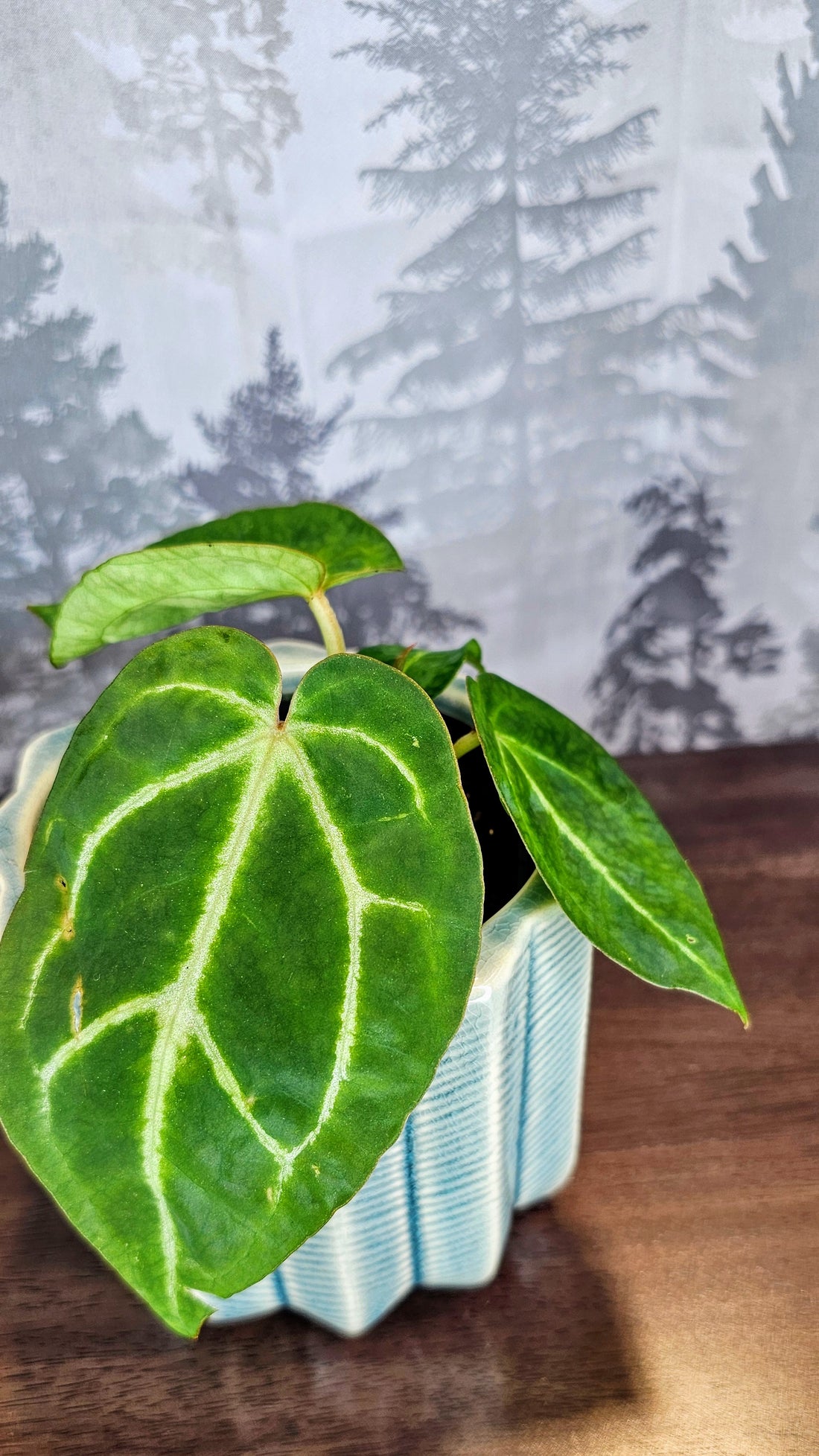 Anthurium Black Velvet (A04)