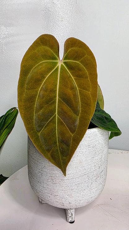 Anthurium Besseae aff x Papillilaminum