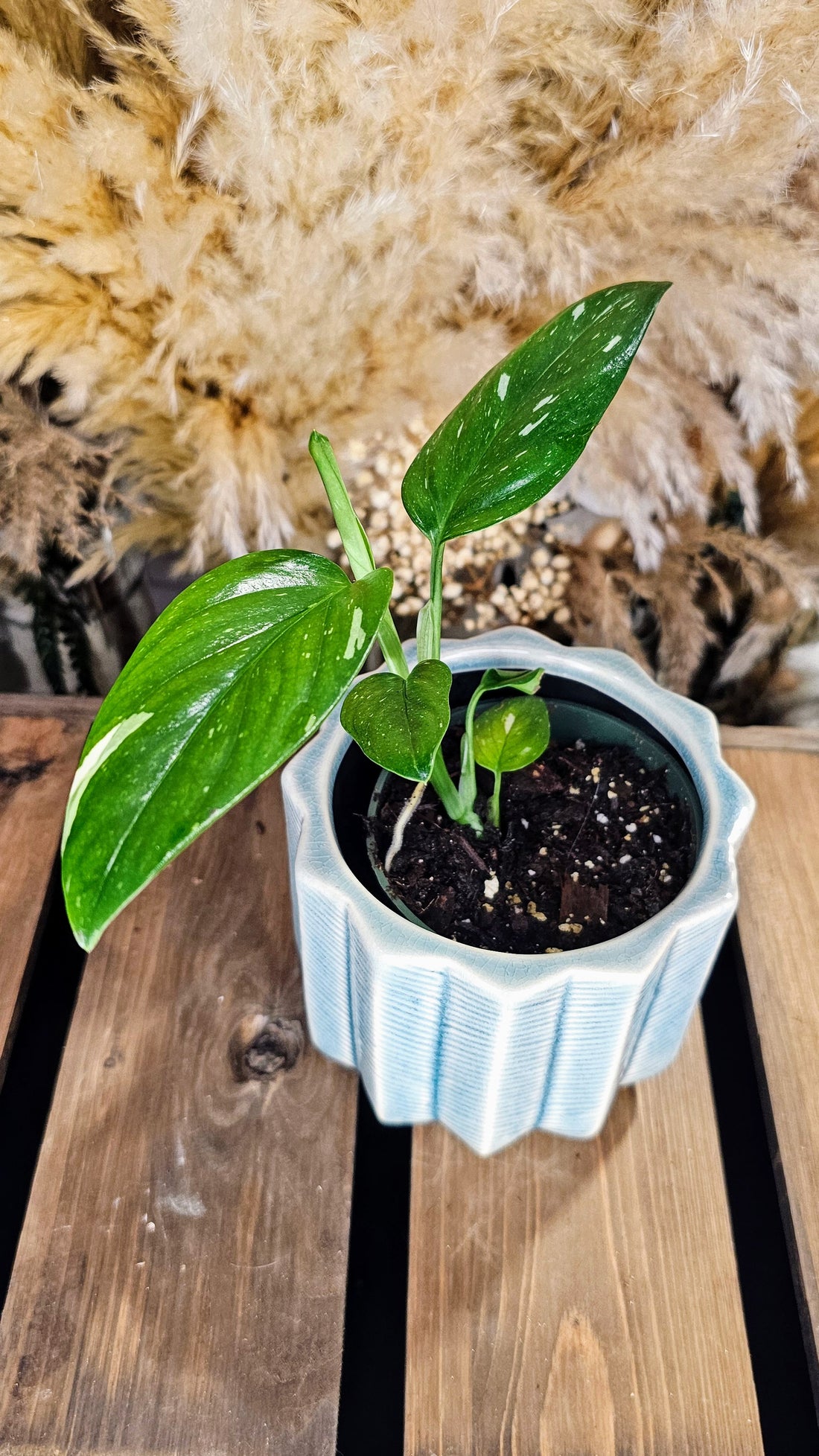 Monstera Standleyana Albo  (WOM01)