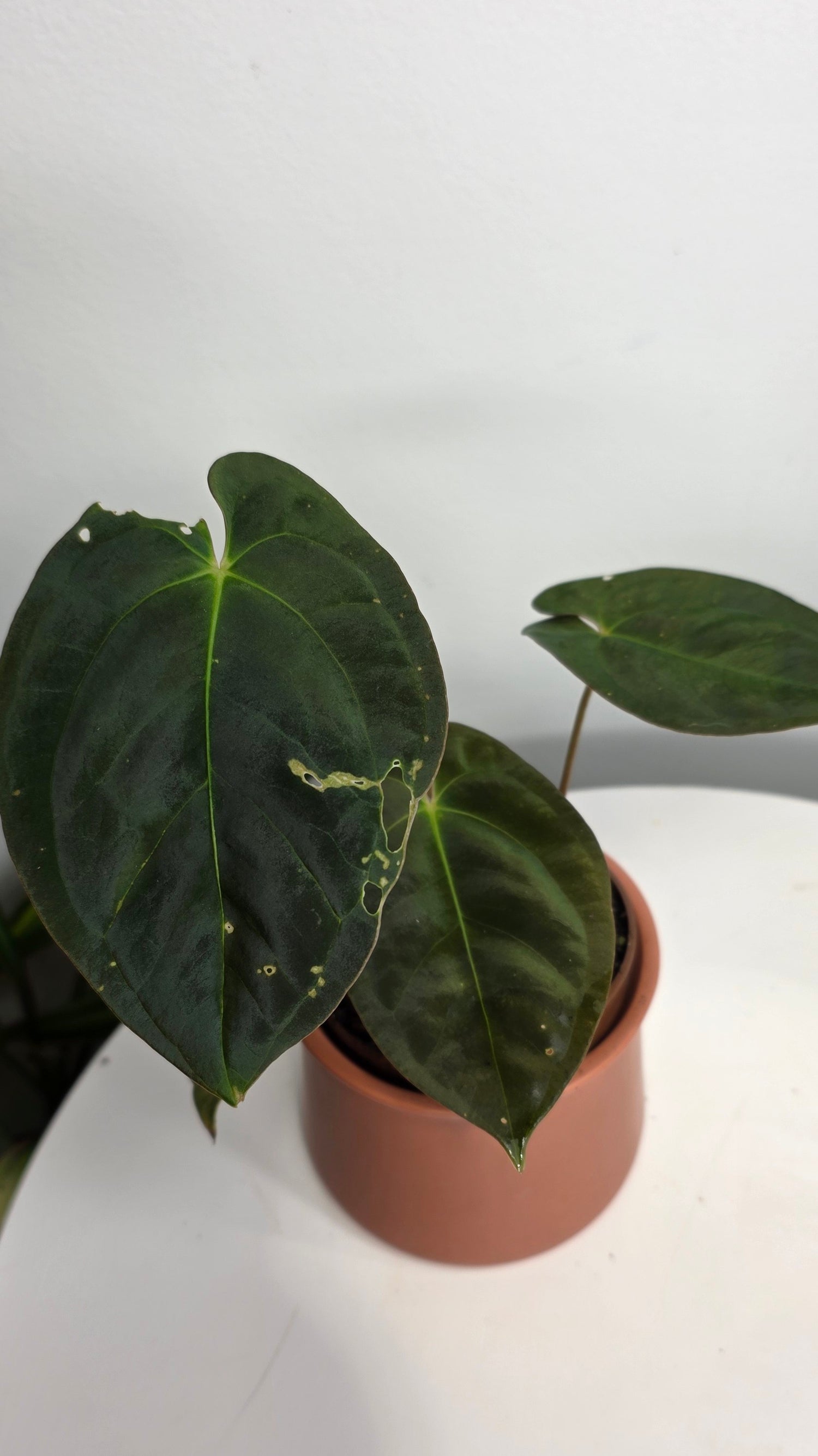 Anthurium Dark Papillilaminum A