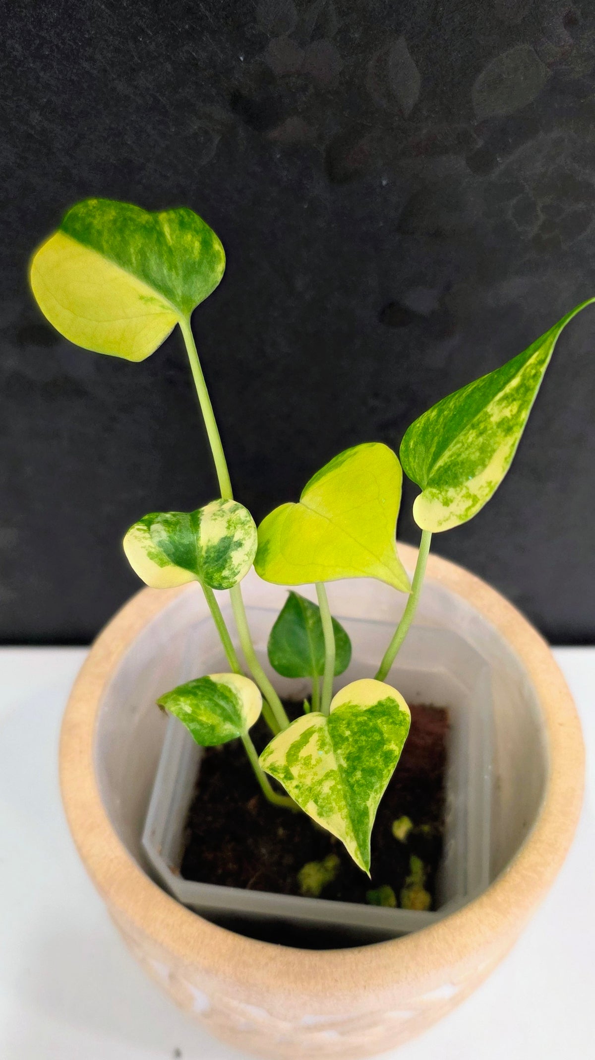 Anthurium Clarinervium Variegated D