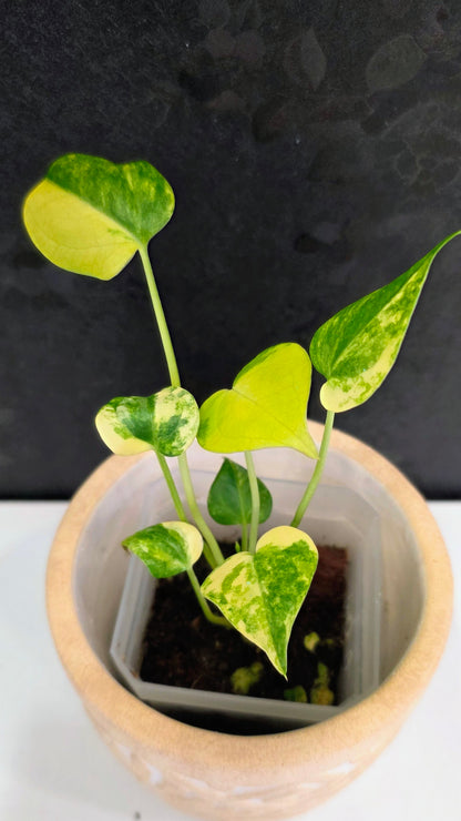 Anthurium Clarinervium Variegated D