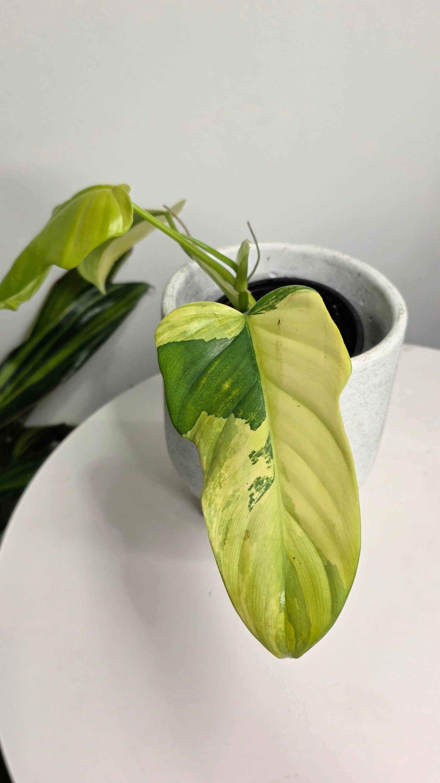 Philodendron bipennifolium Violin Variegated B