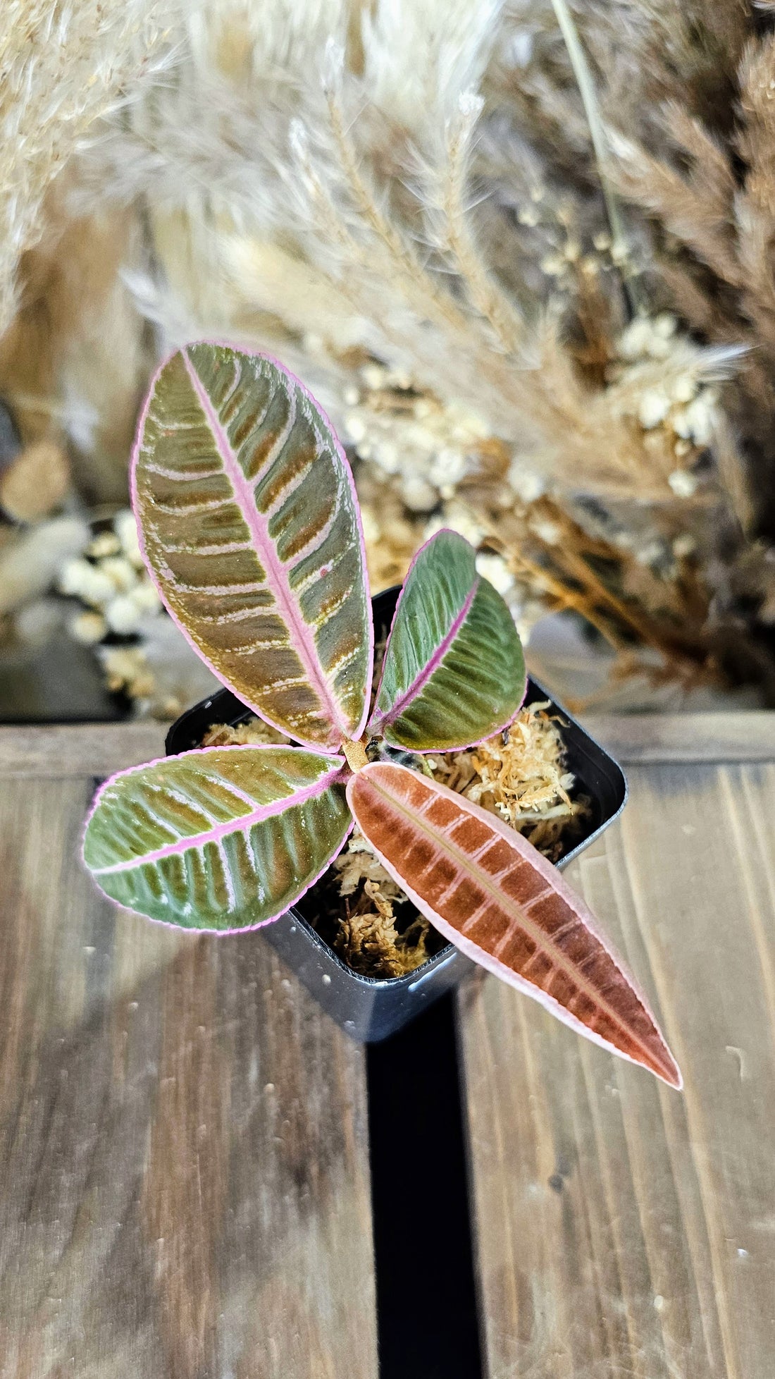 Labisa sp. Riau Electric Pink (WLO2)