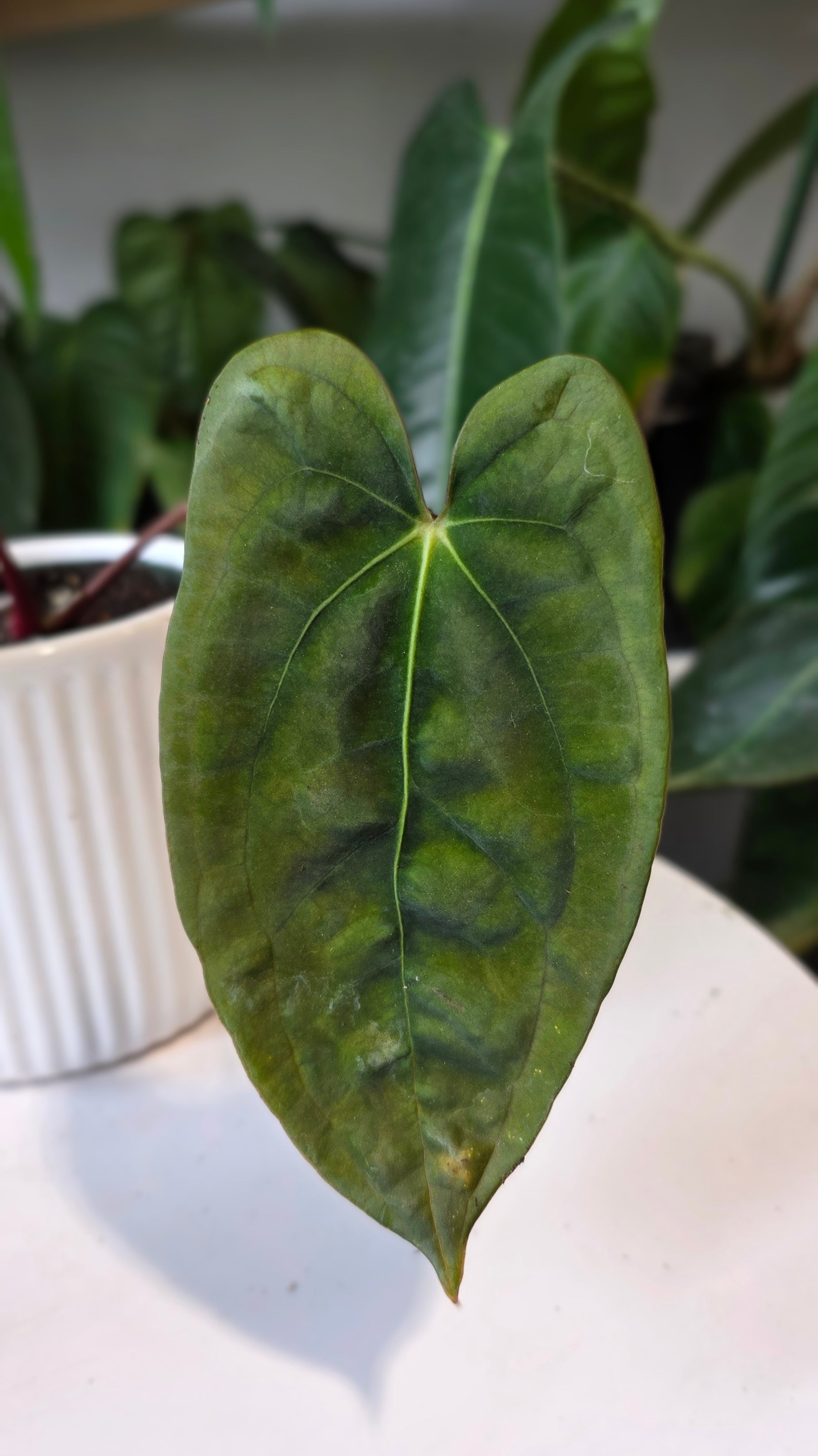 Anthurium Papillilaminum Pure Wild Ecotype (E)