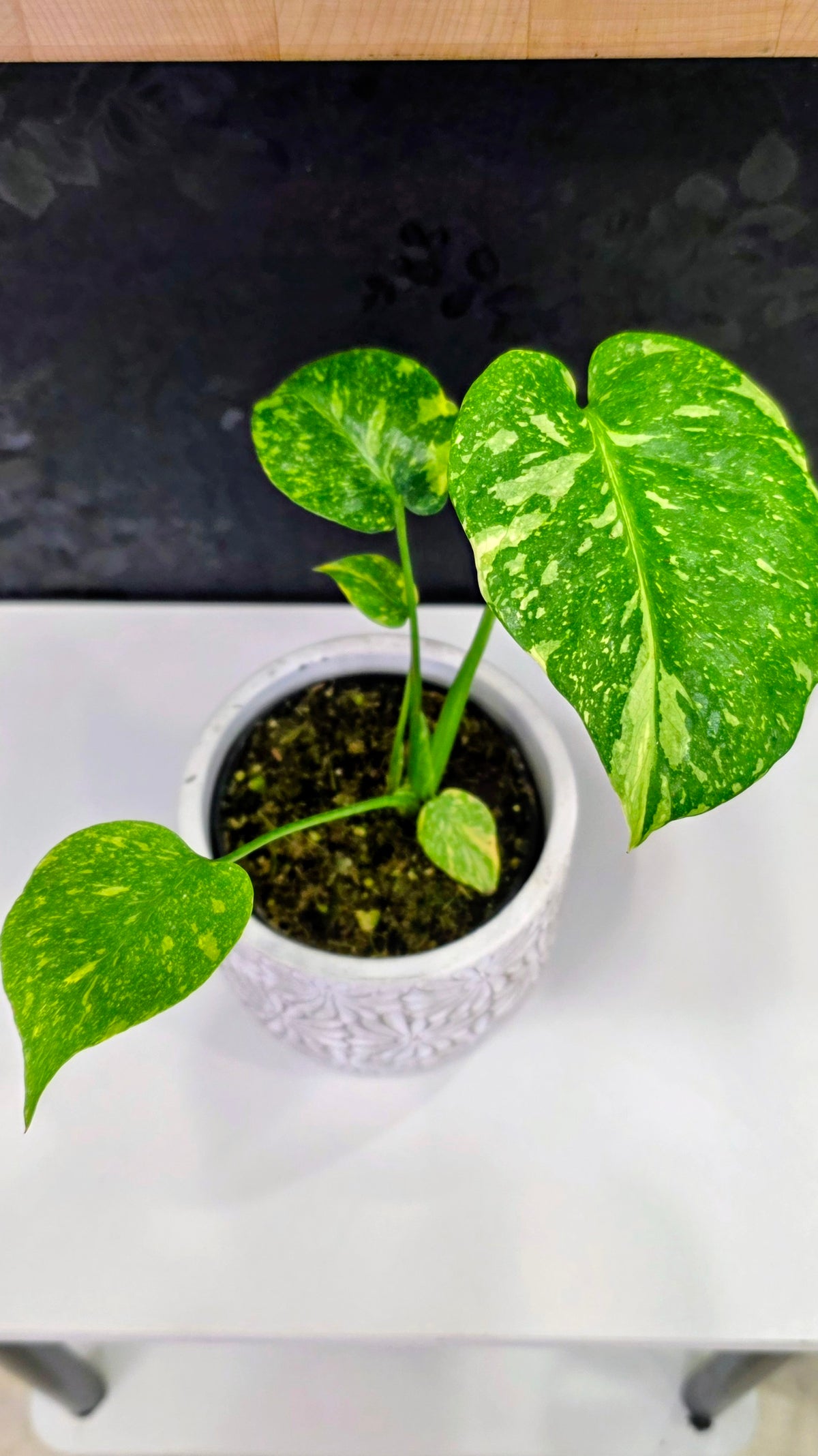 Monstera Electrolyte Variegated B