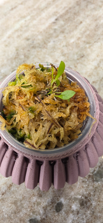 Lepanthes Telipogoniflora
seedling