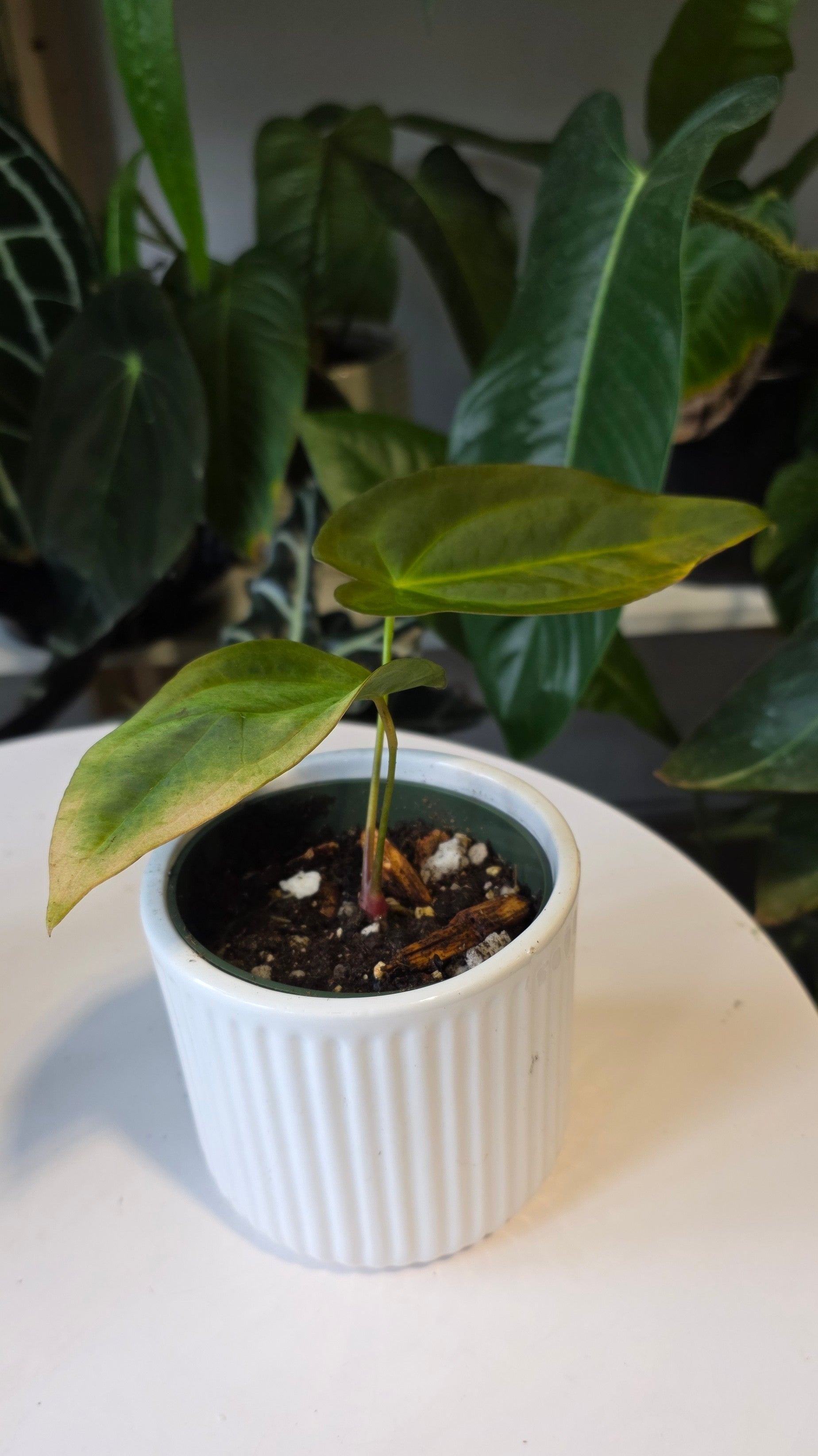 Anthurium Forgetii x Papillilaminum (D)