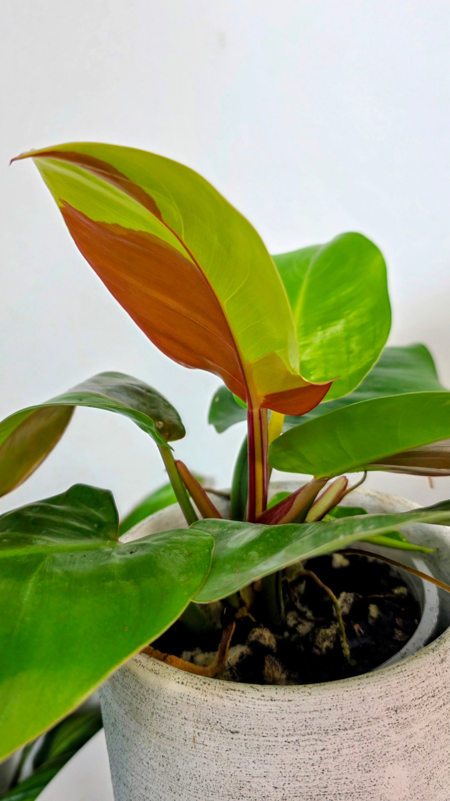 Philodendron Red Moon A