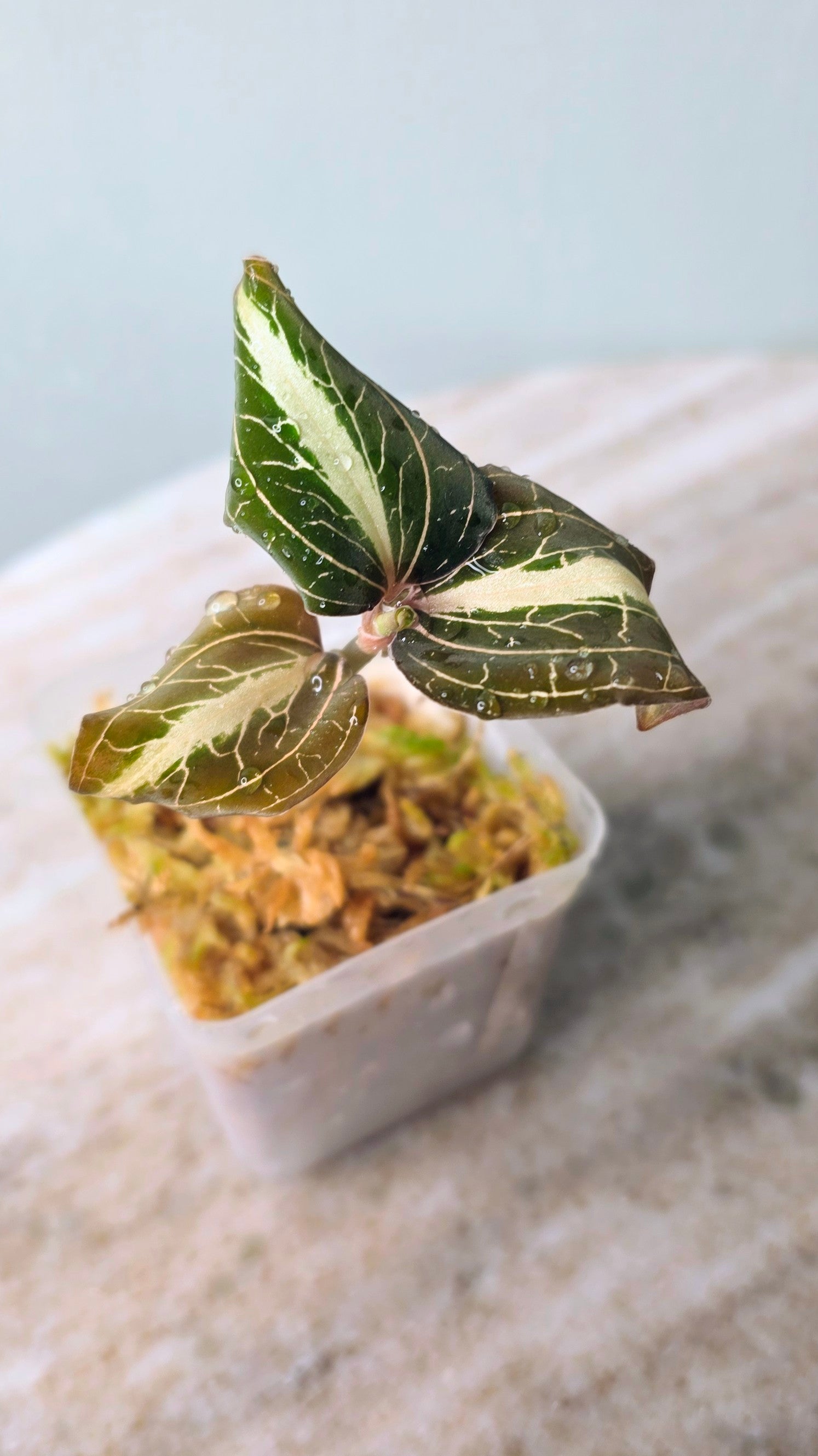 Anoectochilus Leyli Brown Hybrid