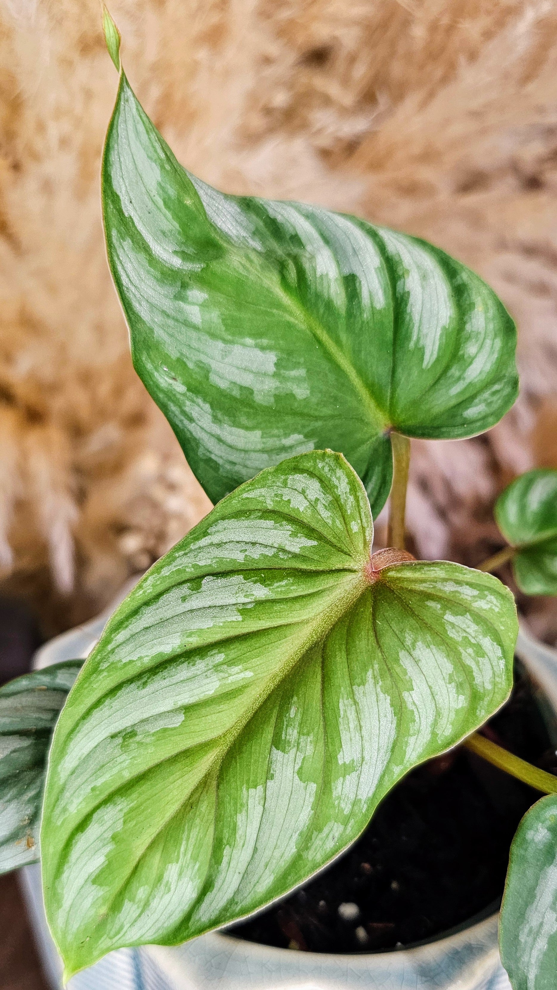 Philodendron Plowmanii (WPP01)