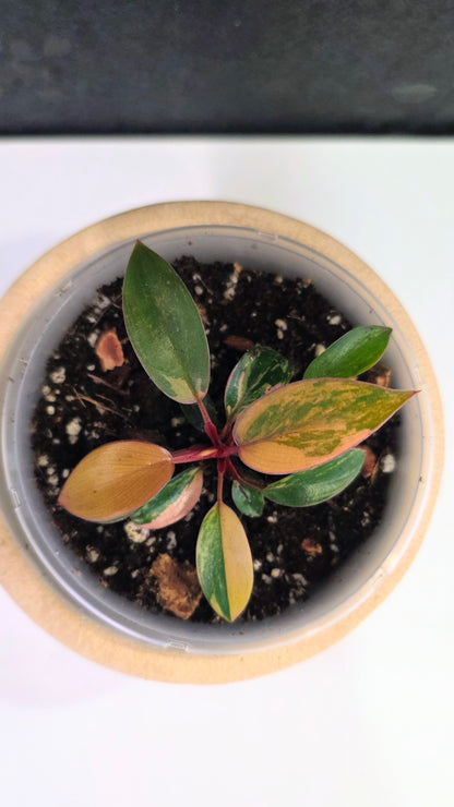 Philodendron Red Congo Variegated A