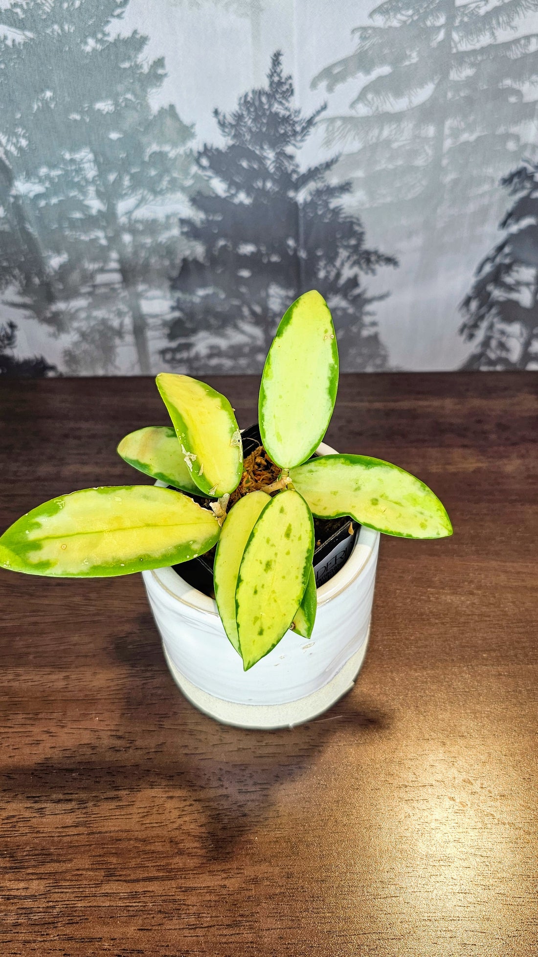 Hoya acuta inner variegated (WH 54)