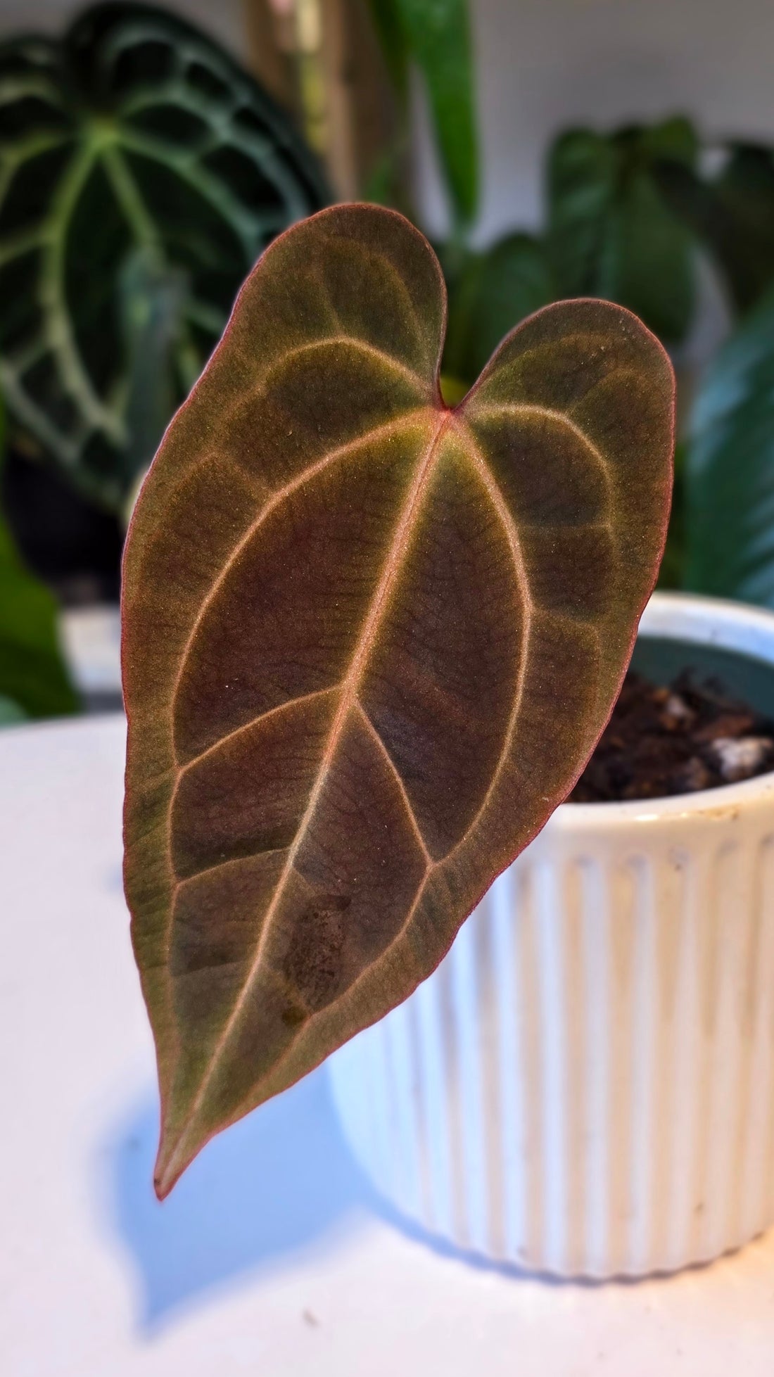 Anthurium Ace of Spades Dark Form (A)