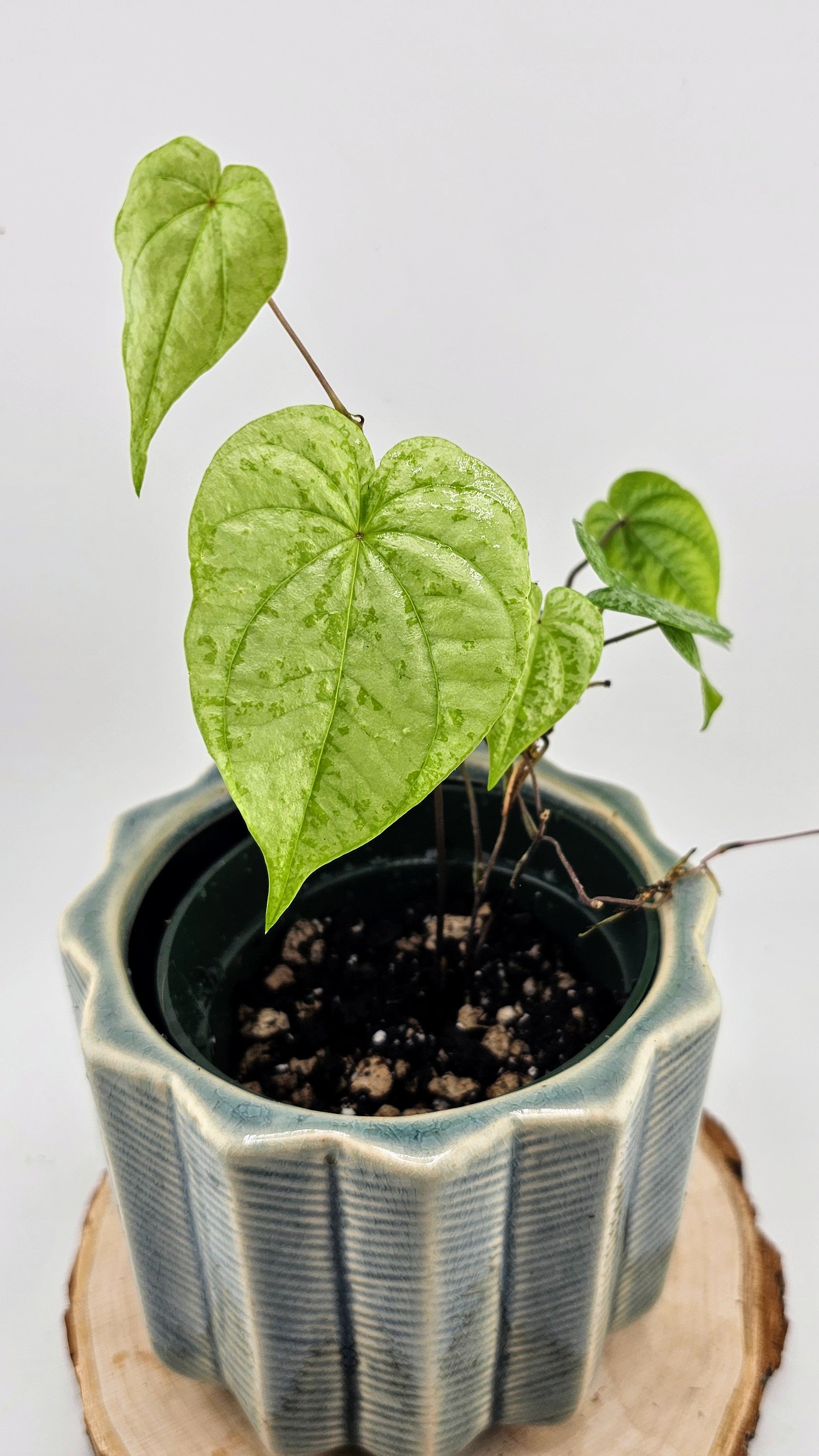 Dioscorea sp. Colombia Silver (C)