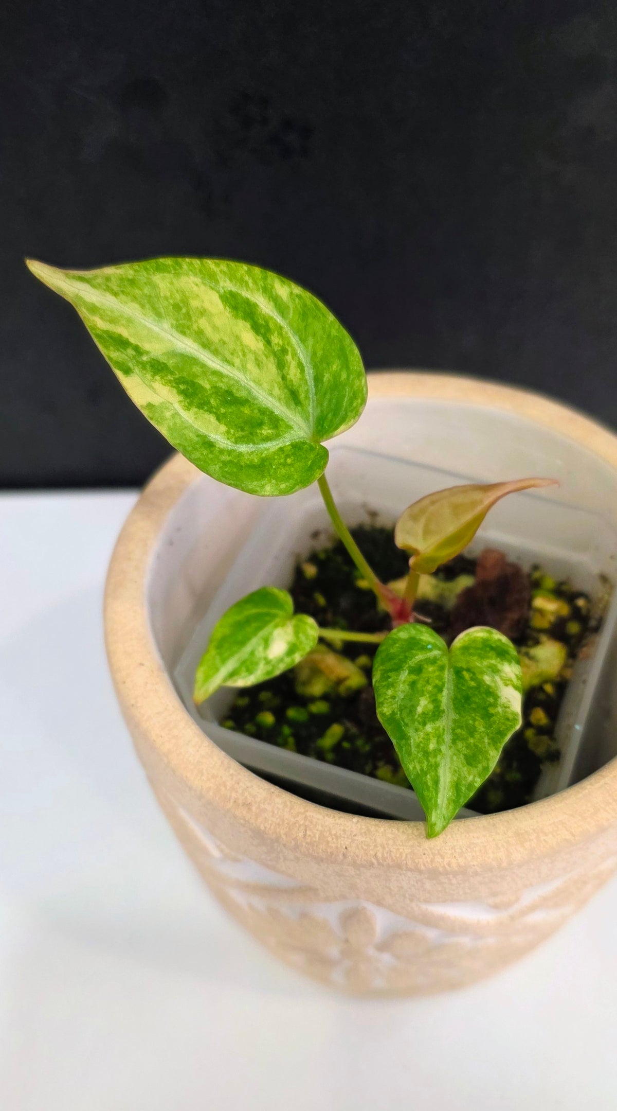 Anthurium Crystallinum Variegated B