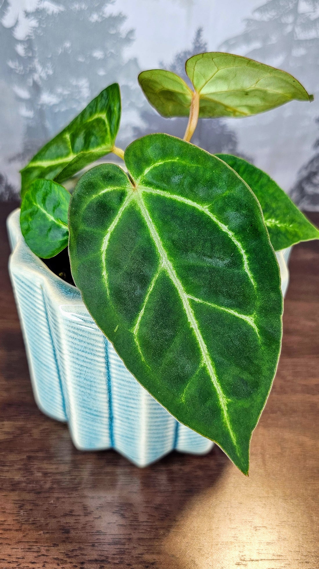 Anthurium Black Velvet (A03)