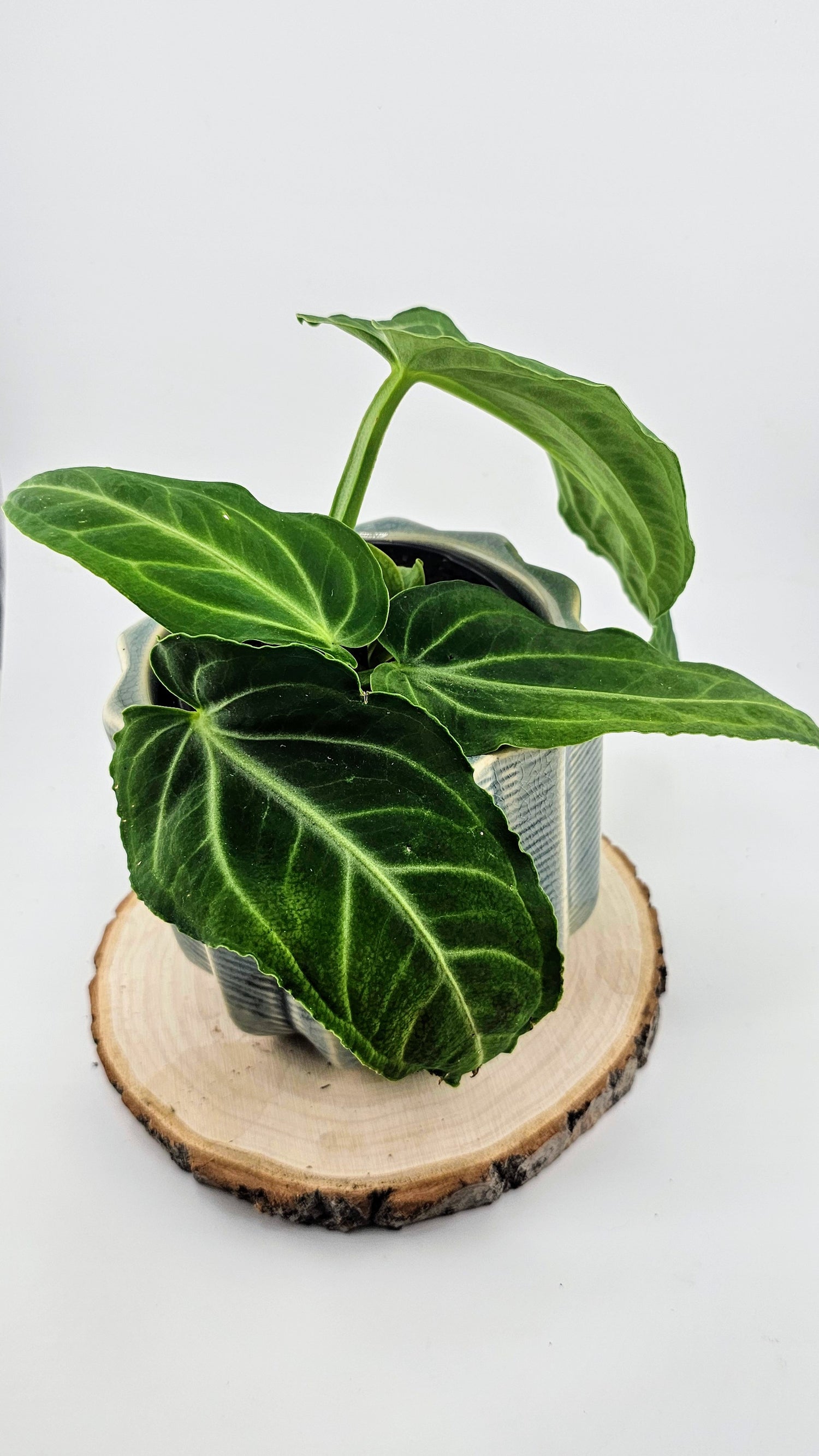 Anthurium Villenaorum 4&quot;