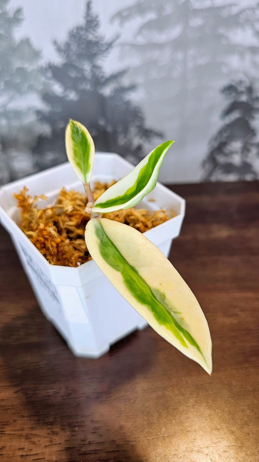 Hoya Suzie Q (WH 51)