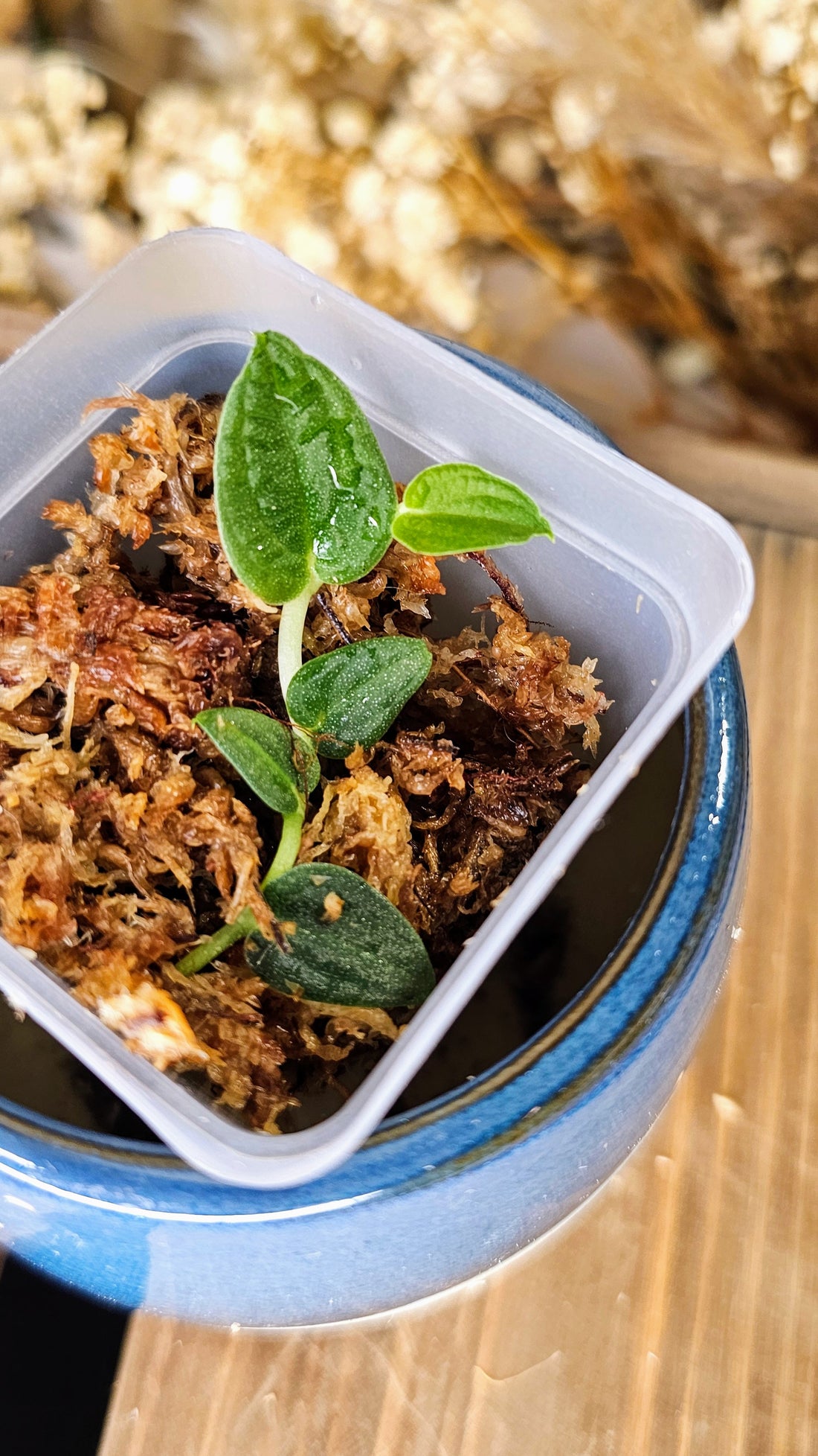 Rhaphidophora tenuis silver