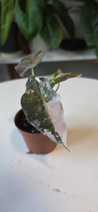 Alocasia Polly Pink Snowflake