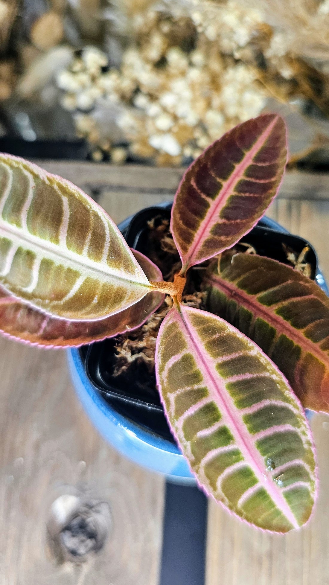 Labisa sp. Riau Electric Pink (WLO1)