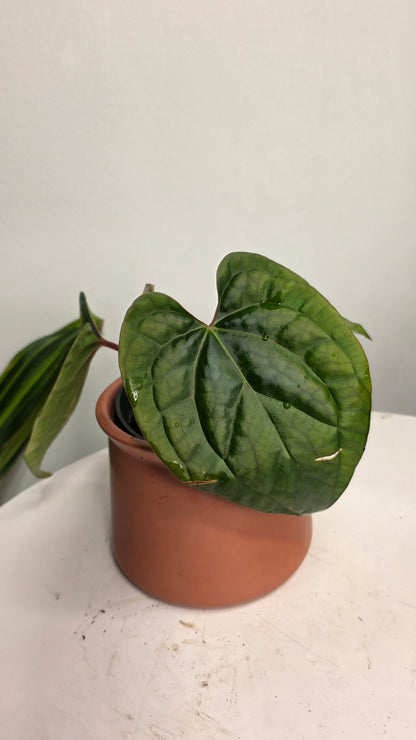 Anthurium Besseae aff x Luxurians B