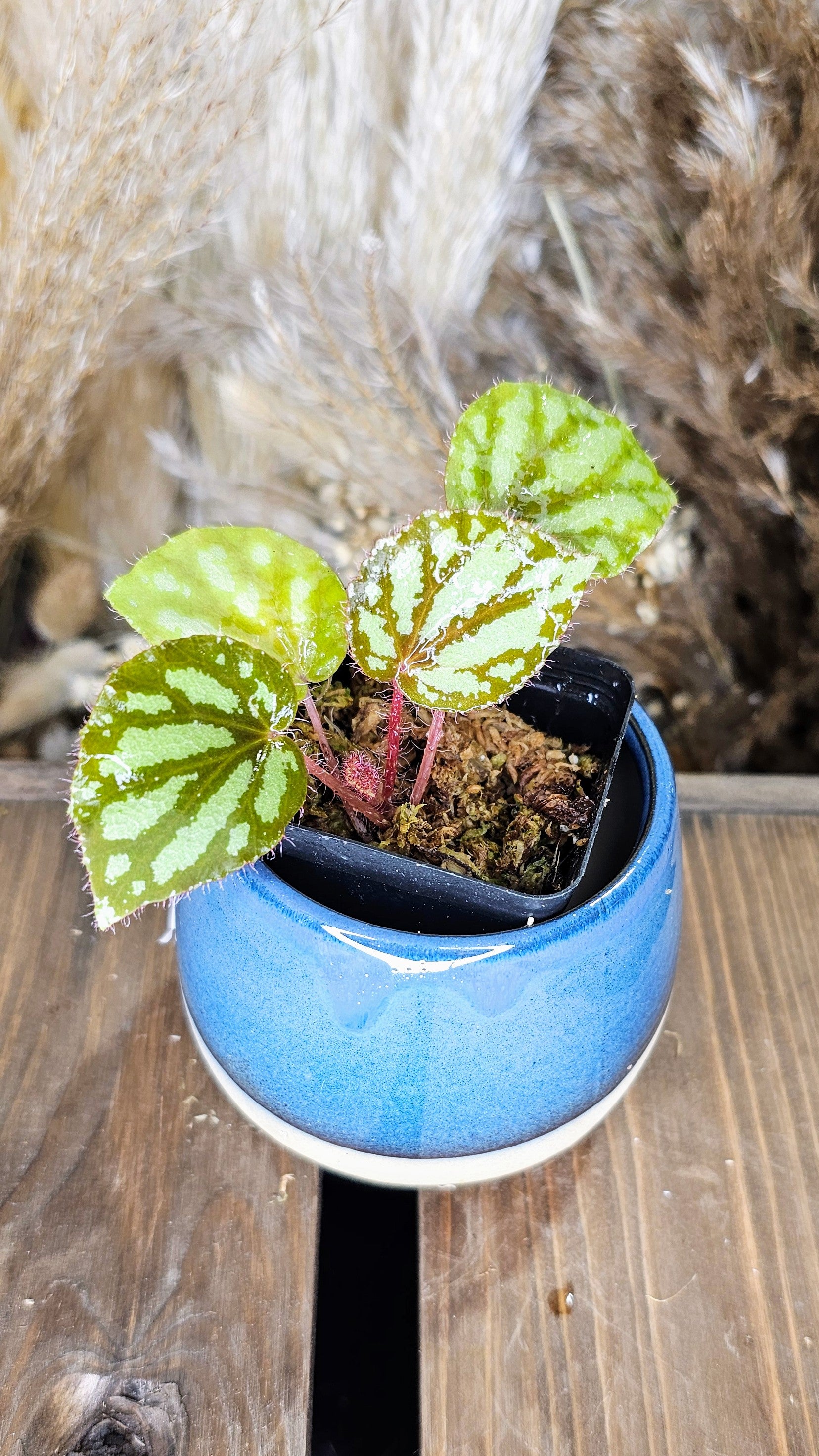 begonia luzonensis
