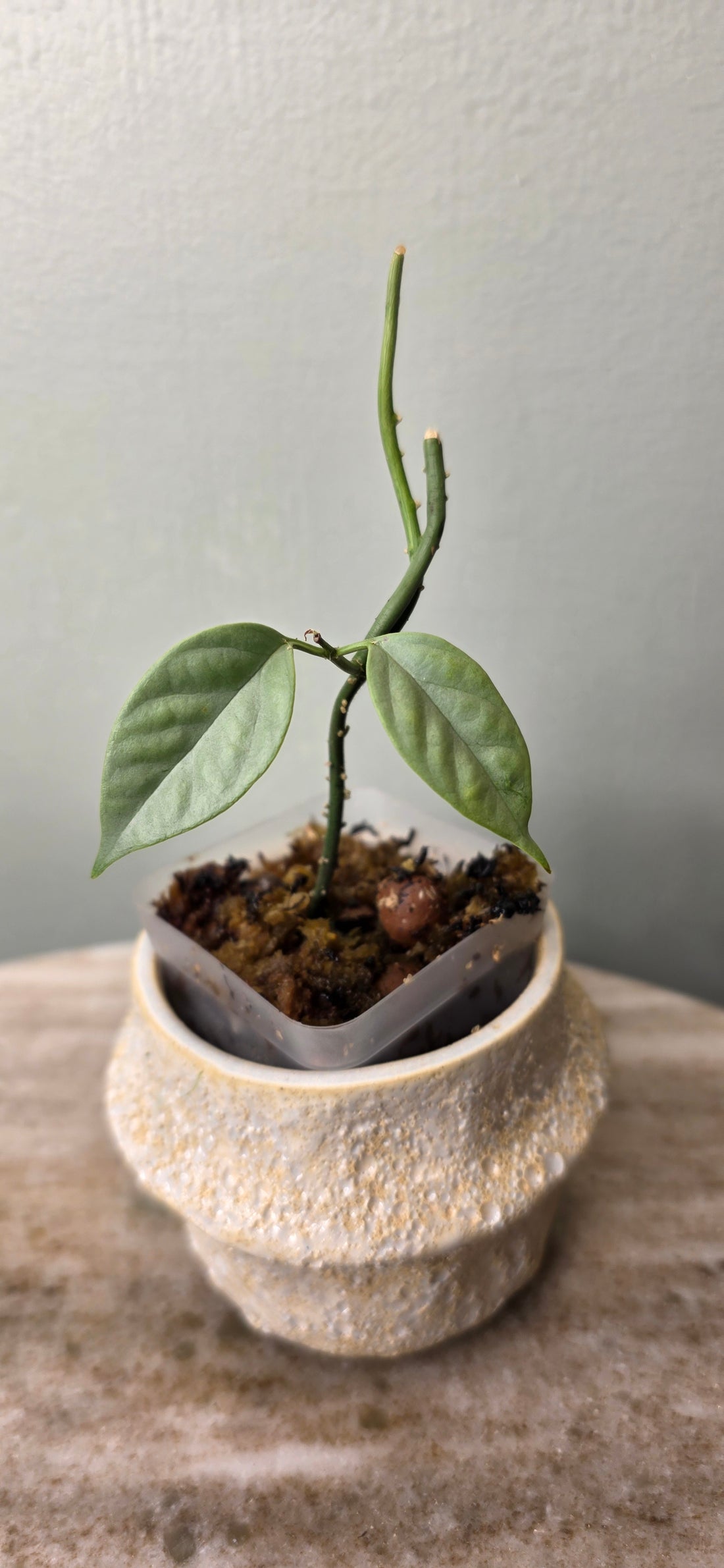 Hoya coriacea silver B