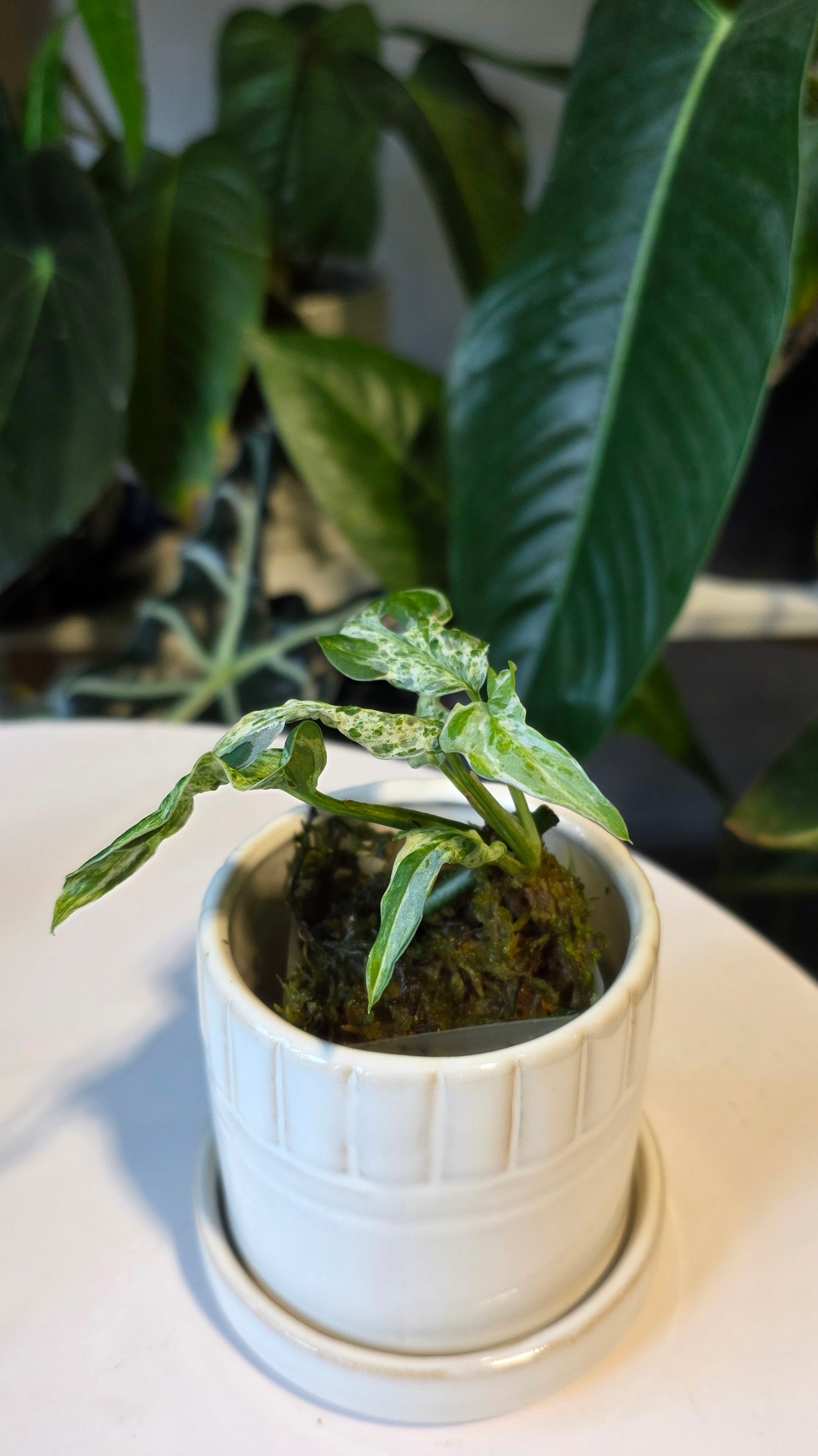 Monstera Adansonii Frozen Freckles (A) – Wilderly