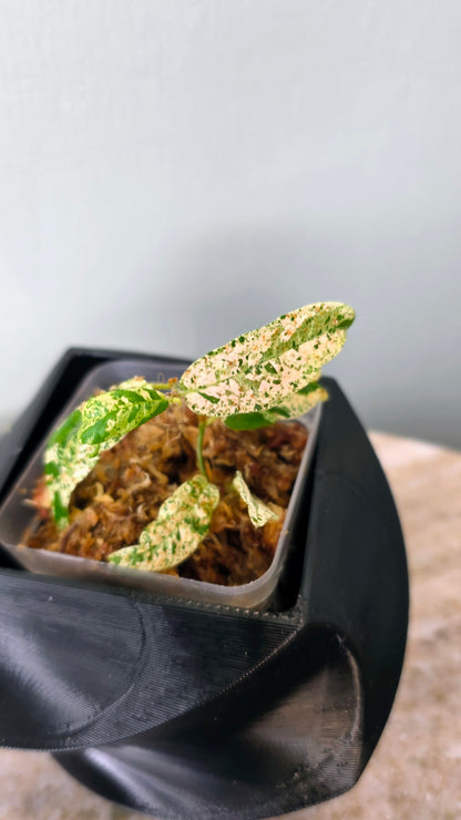 Ficus sp. Variegated