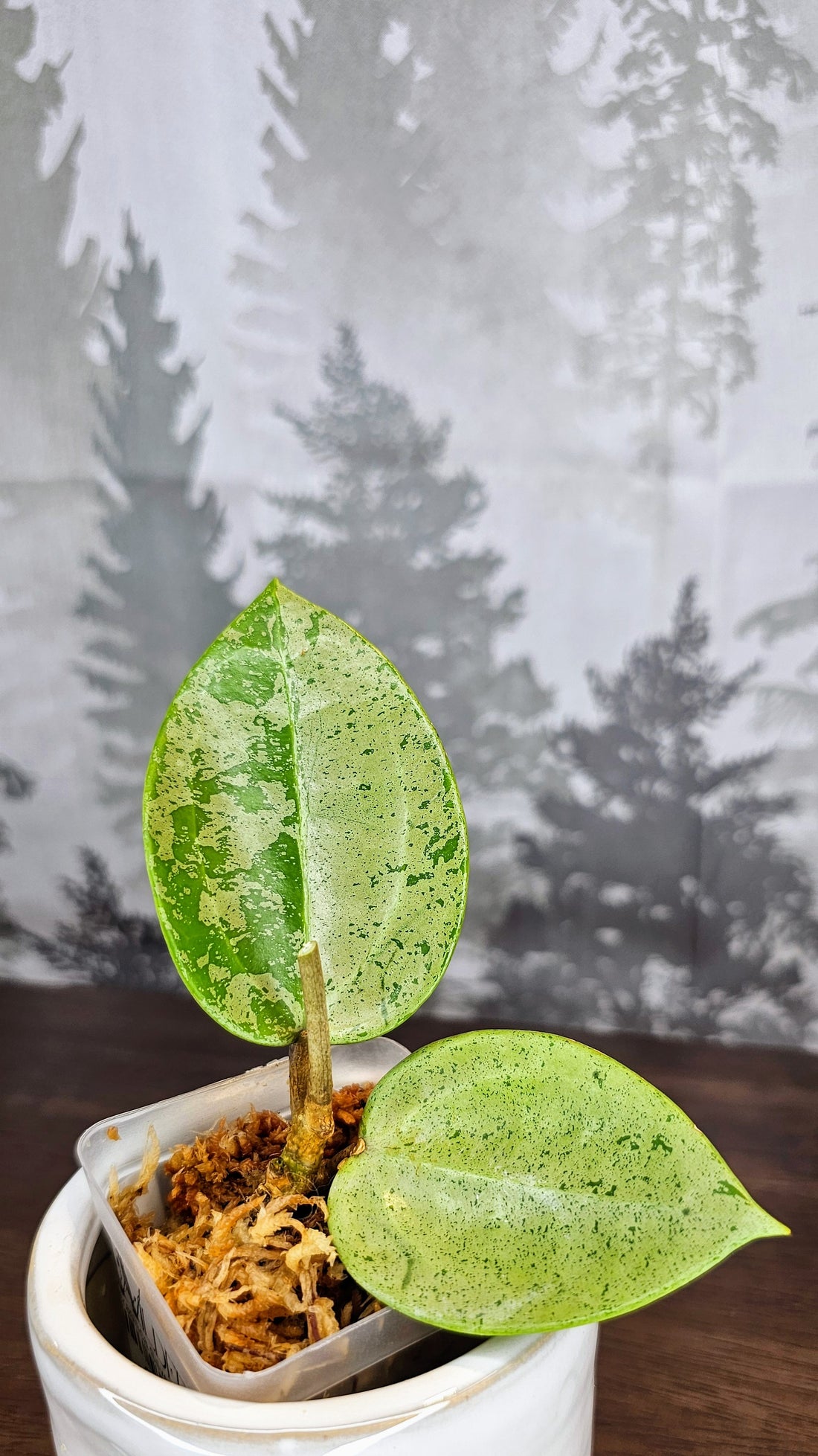 Hoya Parasitica Silver Ghost (WH 34)