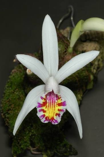 Pleione maculata