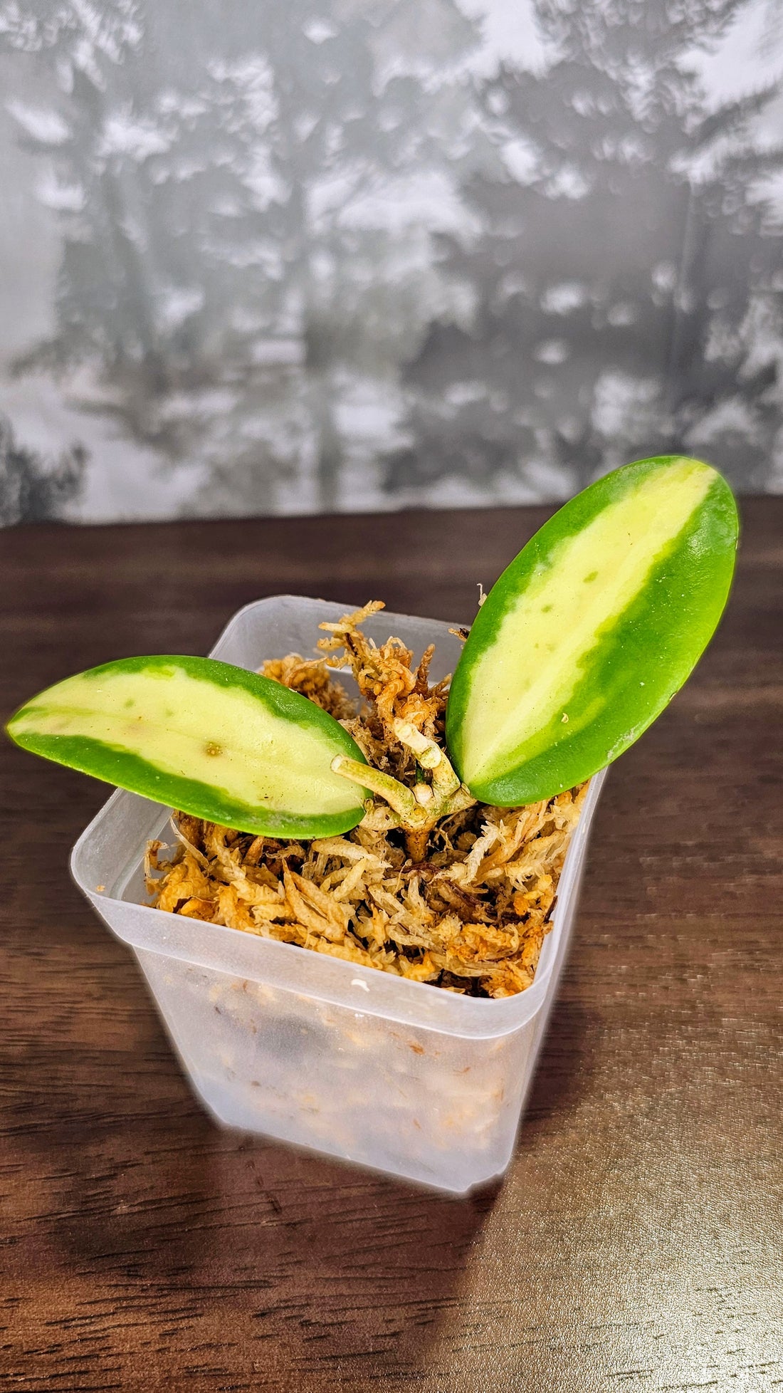 Hoya acuta inner variegated (small leaves) (WH 06)