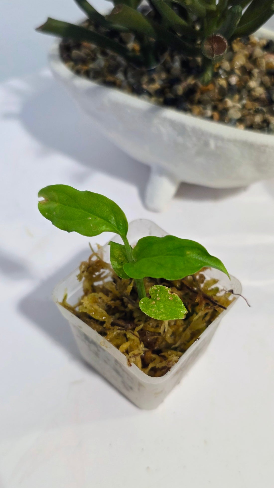 Monstera Obliqua Amazonas "C"