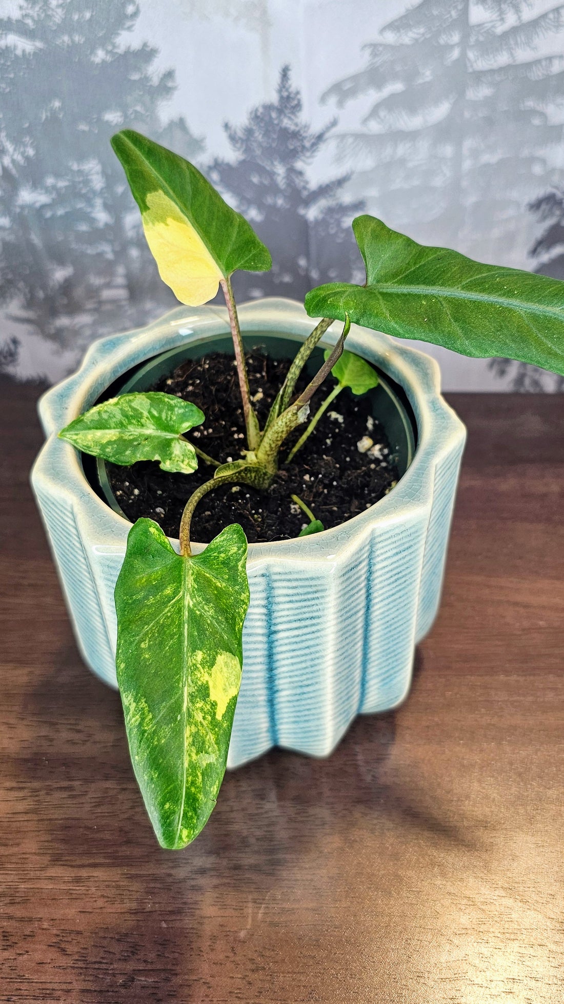 Alocasia Lauterbachiana Aurea Variegated (A04)