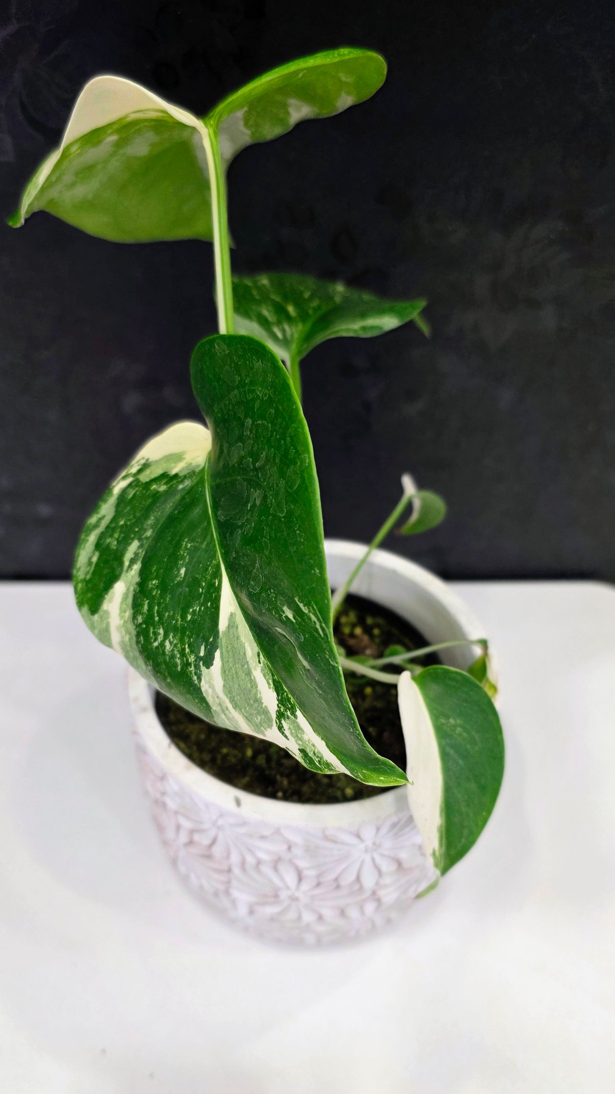 Monstera Albo B