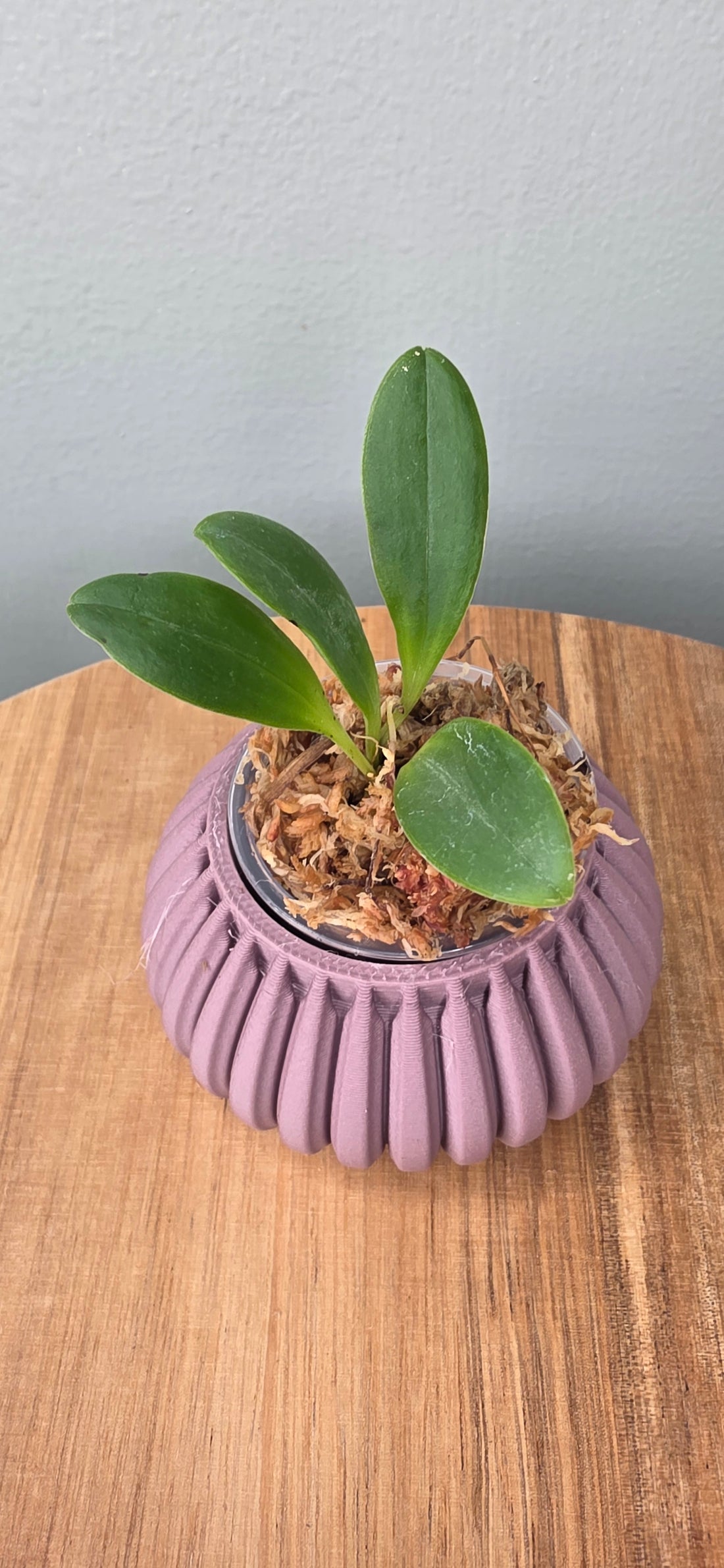 Masdevallia zahlbruckneri