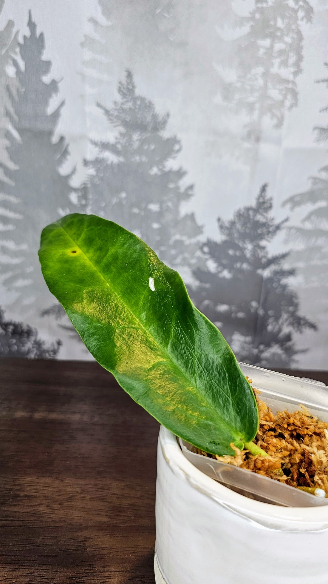 Hoya archboldiana pink (WA 26)