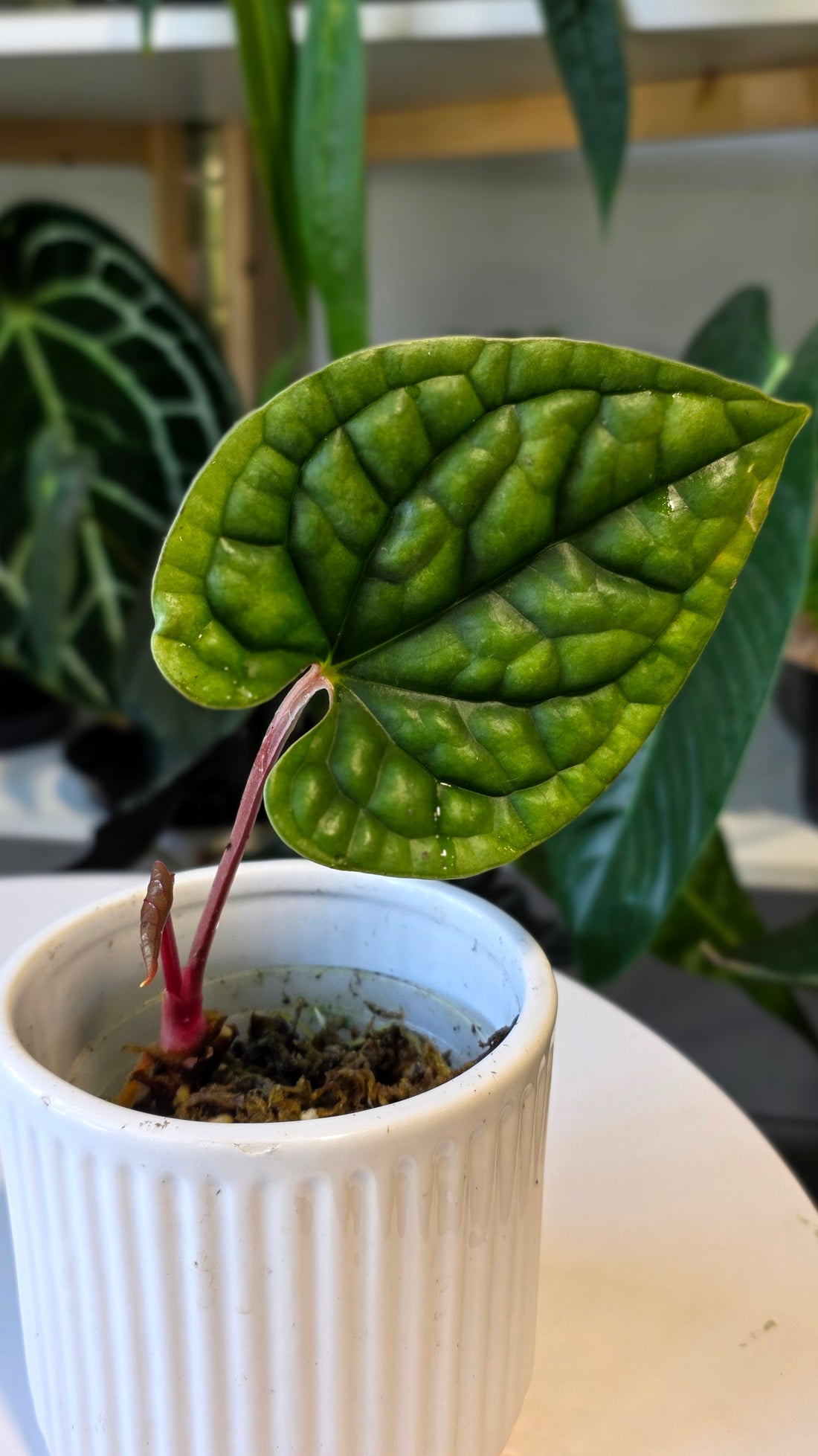Anthurium Luxurians wild ecotype (a)