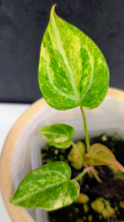 Anthurium Crystallinum Variegated B