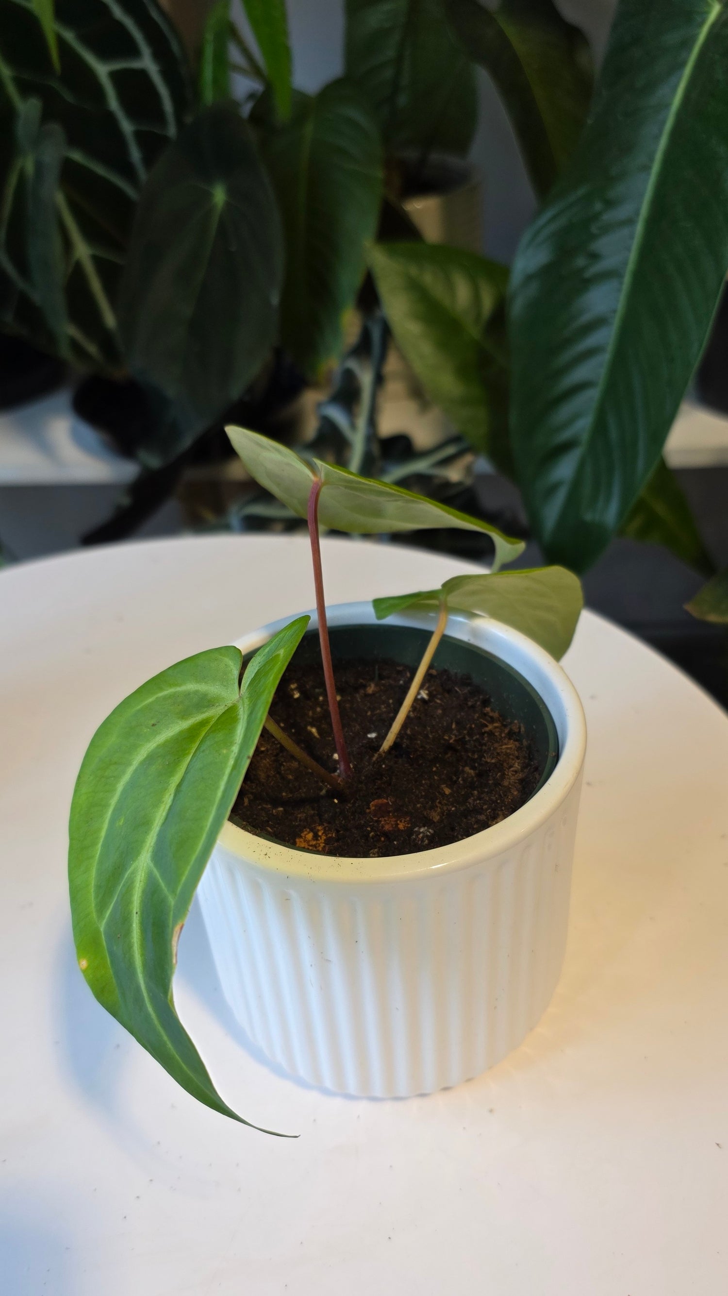 Anthurium Forgetii x Besseae aff. (D)