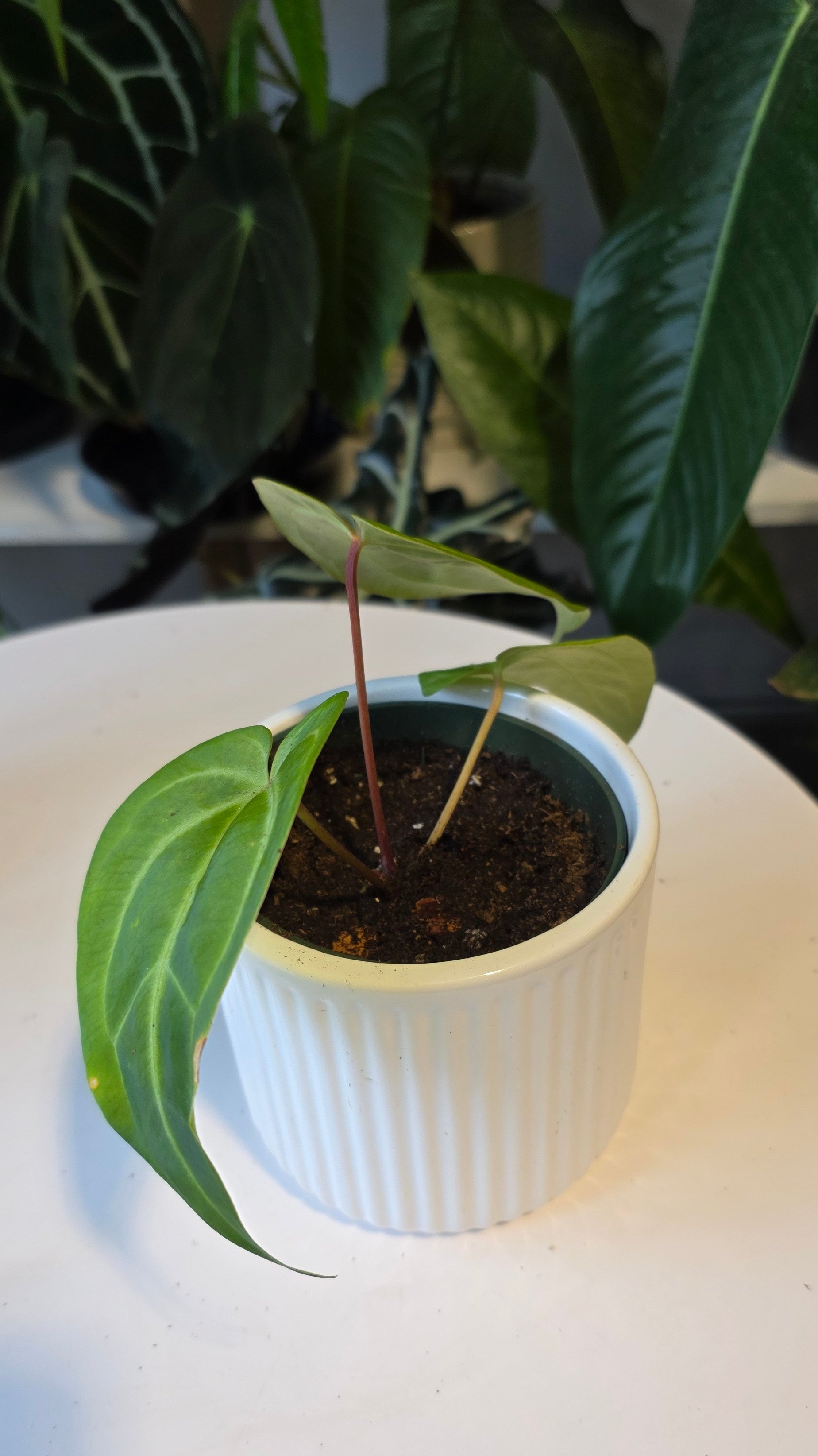 Anthurium Forgetii x Besseae aff. (D)