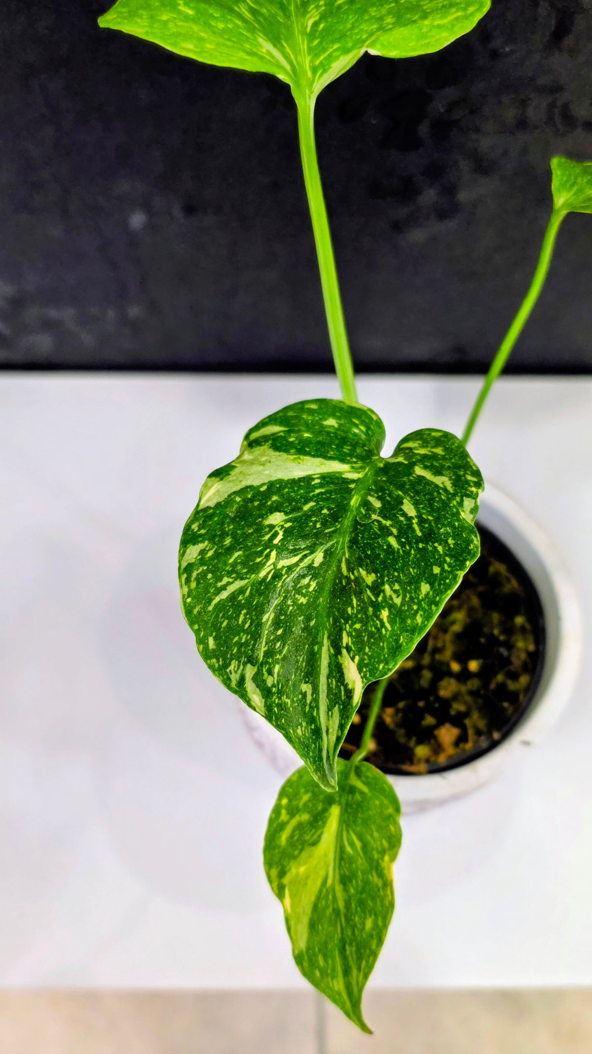 Monstera Electrolyte Variegated D
